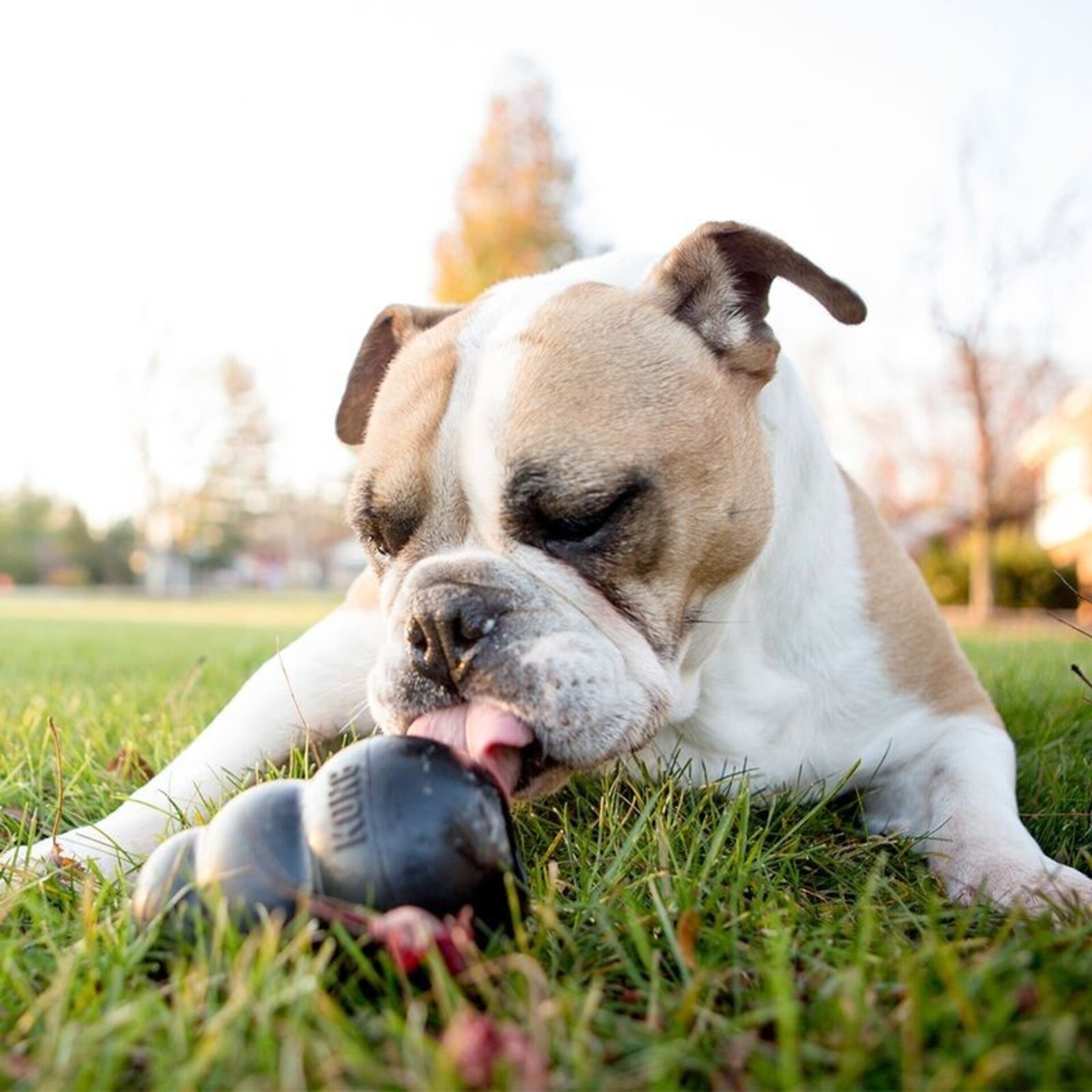 Juguete KONG Classic Extreme Para Perro Adulto - 6