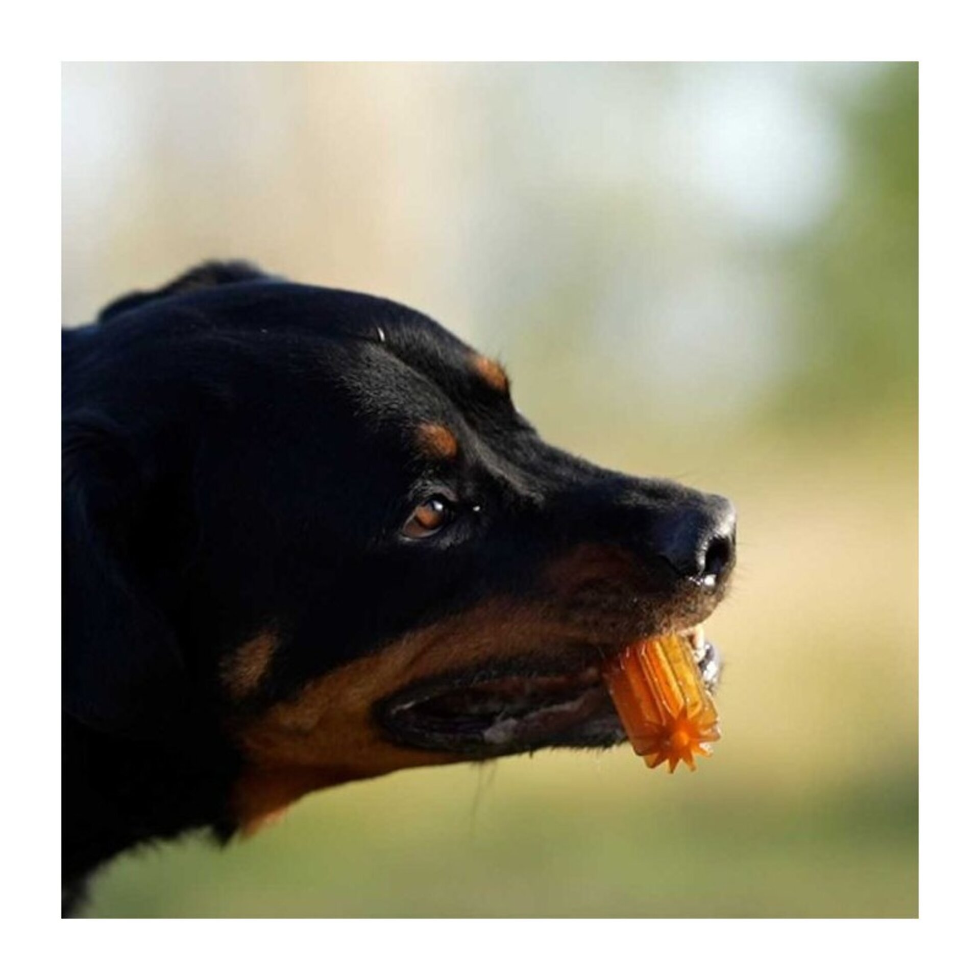 Juguete para perros Retorn Rub Teether Clean - 3