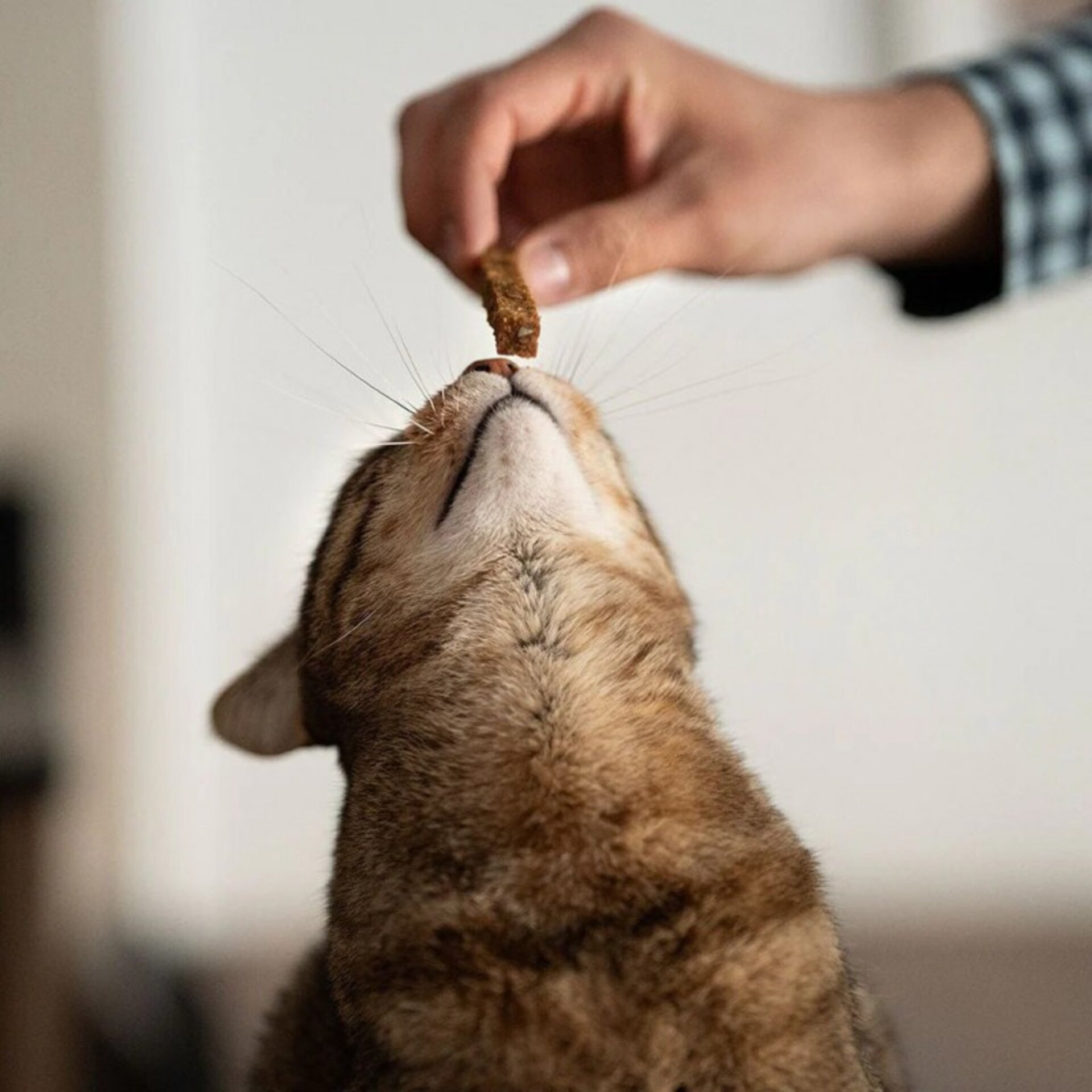 Premio Rub Stick Dental de Salmón para Gatos 100g - Small Size 1x1 - 3