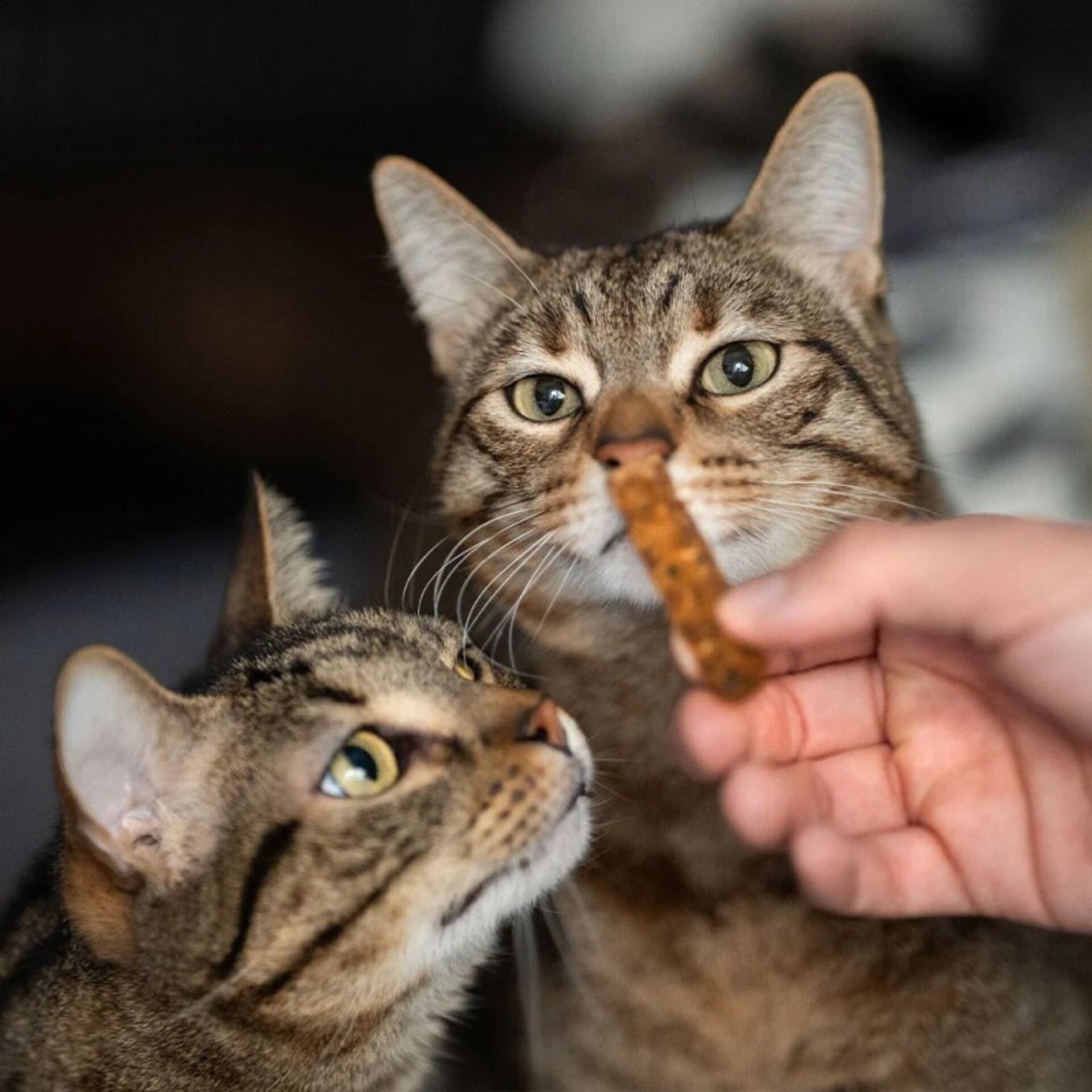 Retorn Rub Pollo Dental Stick para GATITOS SMALL 1x1 - 2