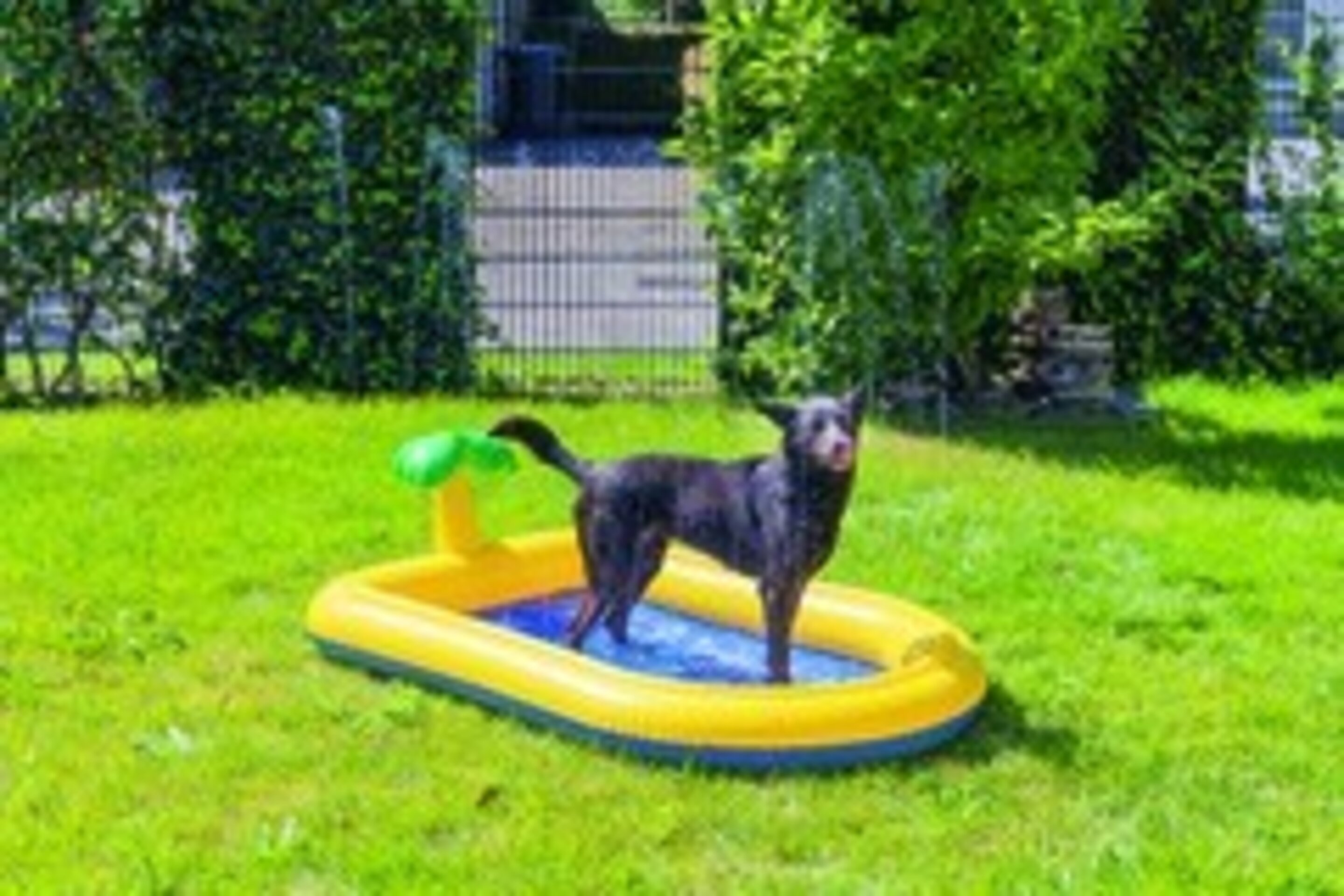 Beeztees piscina para perro con palmera y aspersores laterales - 2