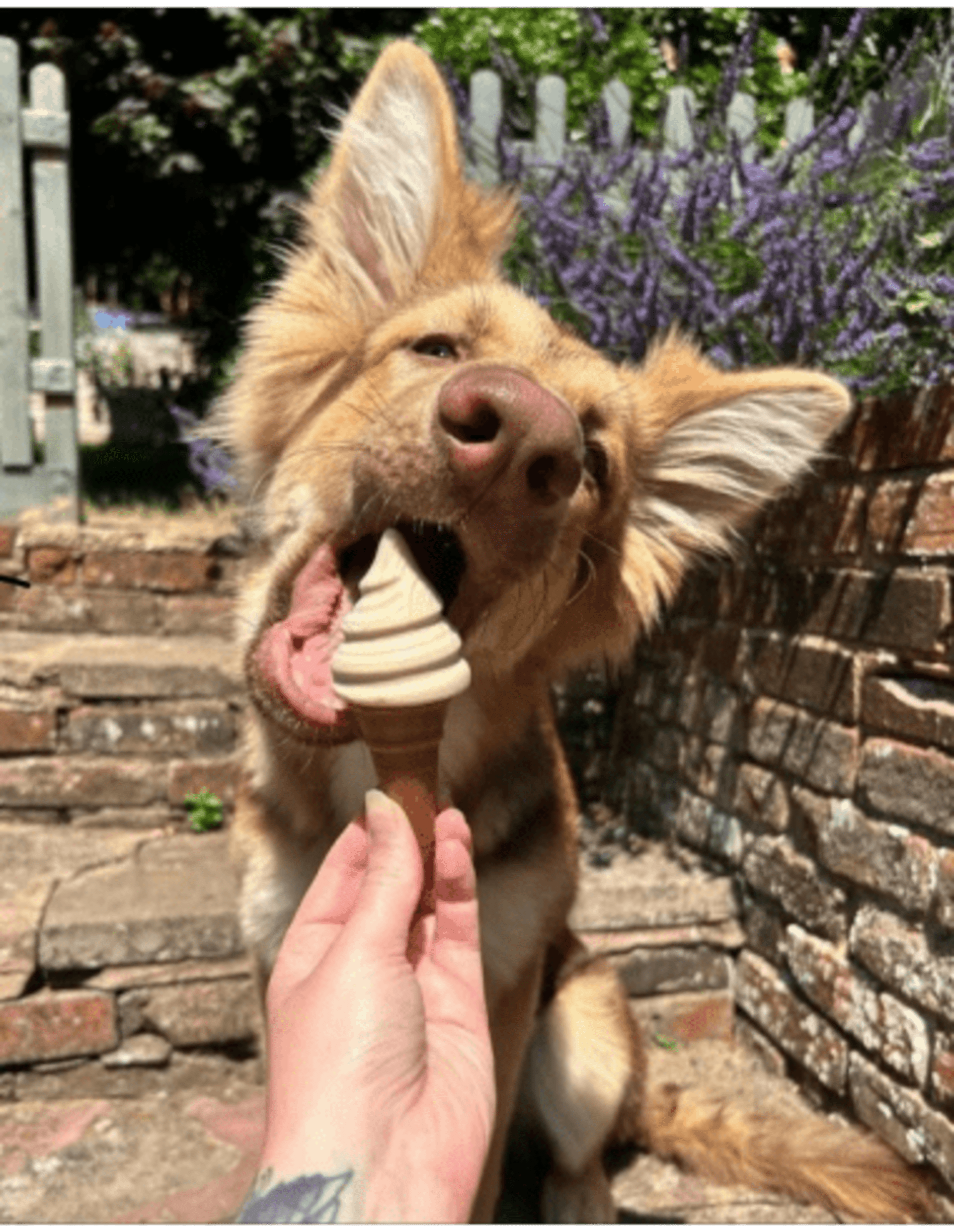 Helado cucurucho vainilla y cacahuete. Pup Ice - 3
