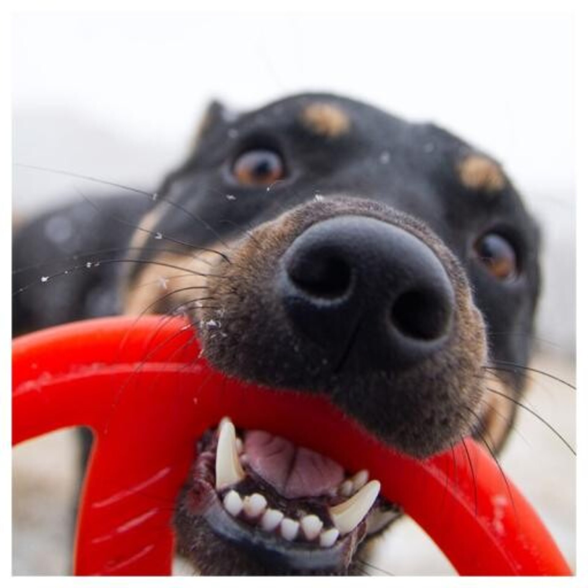 Bionic Disco Toss-N-Tug Resistente para Perros - 3