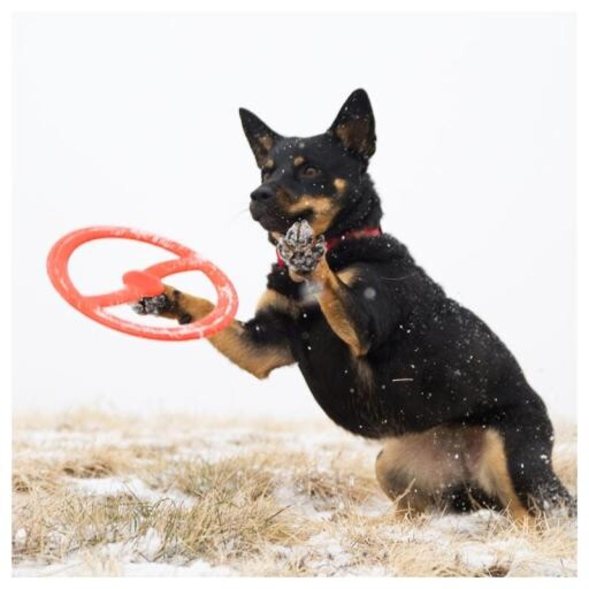 Bionic Disco Toss-N-Tug Resistente para Perros - 6