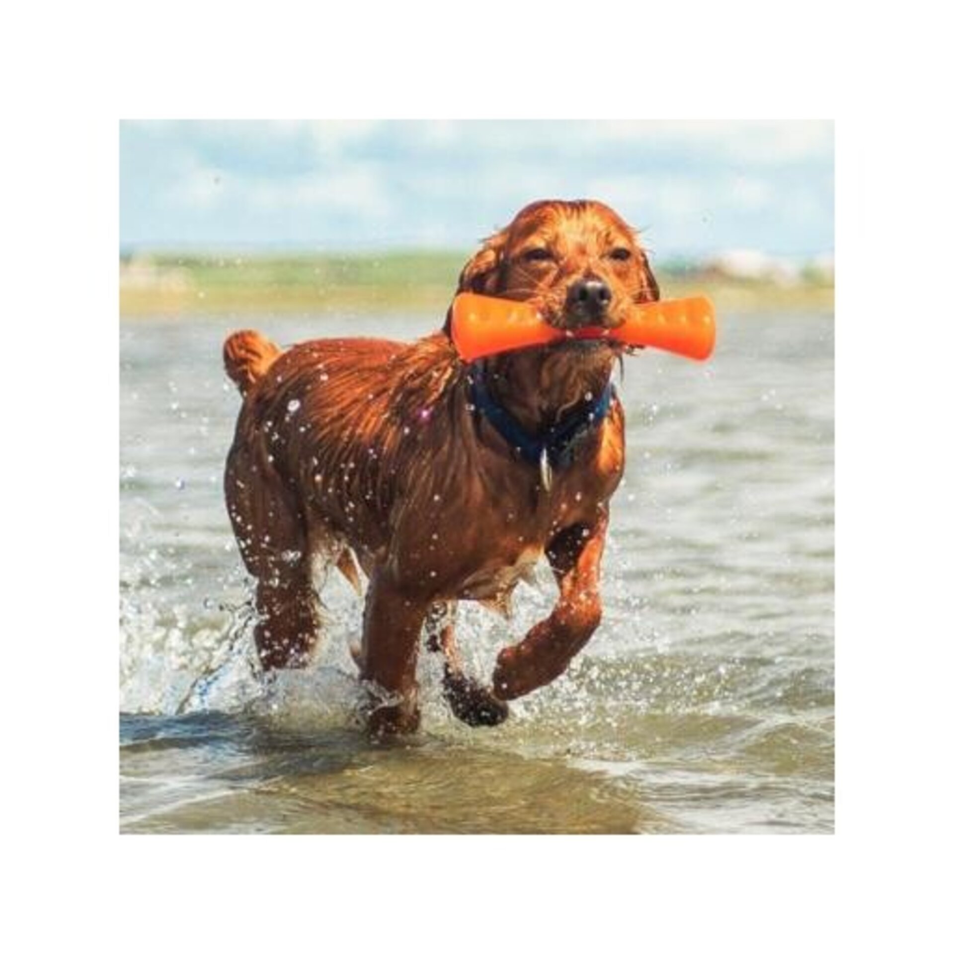 Bionic Mordedor Urban Stick Rellenable para Perros - 6
