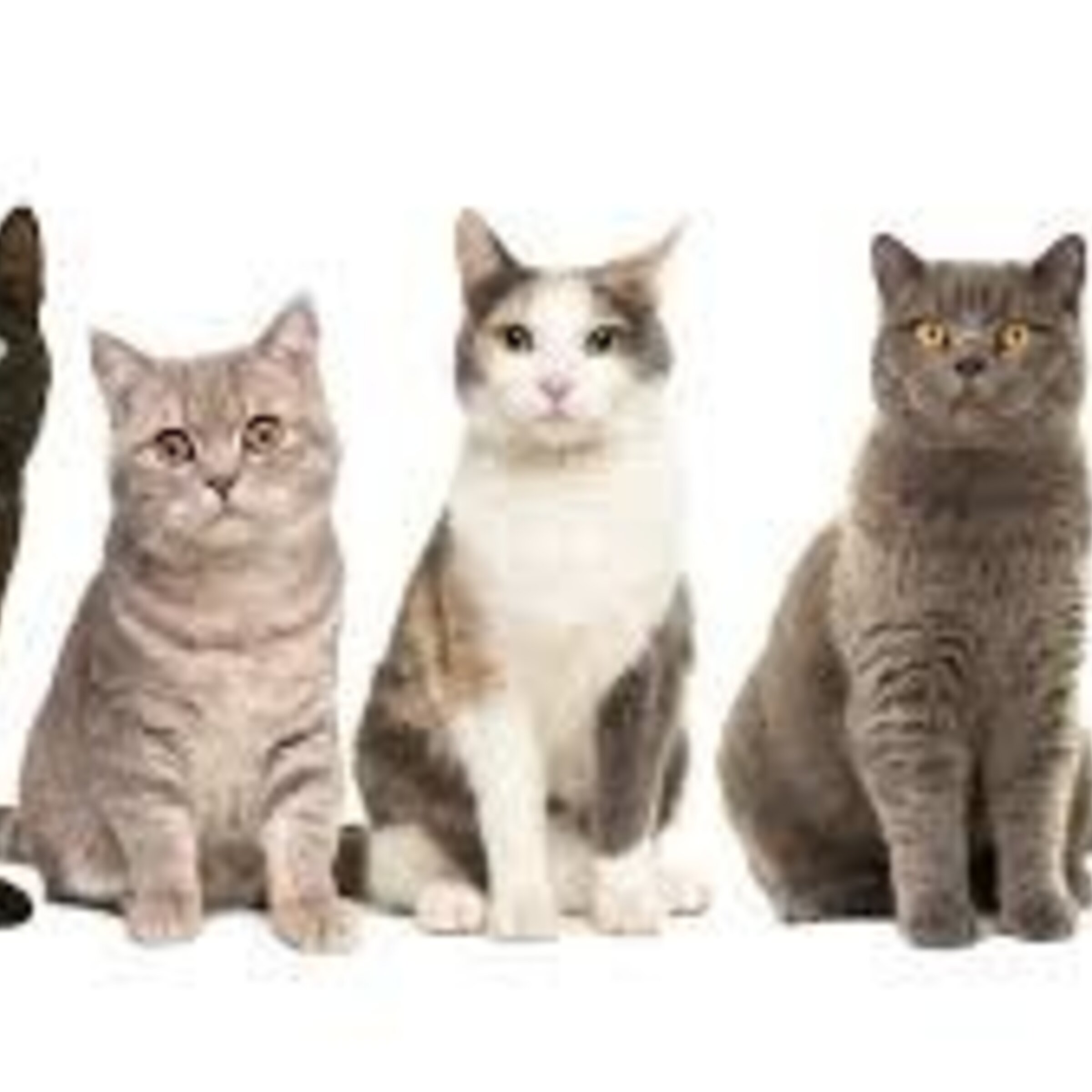 GATOS