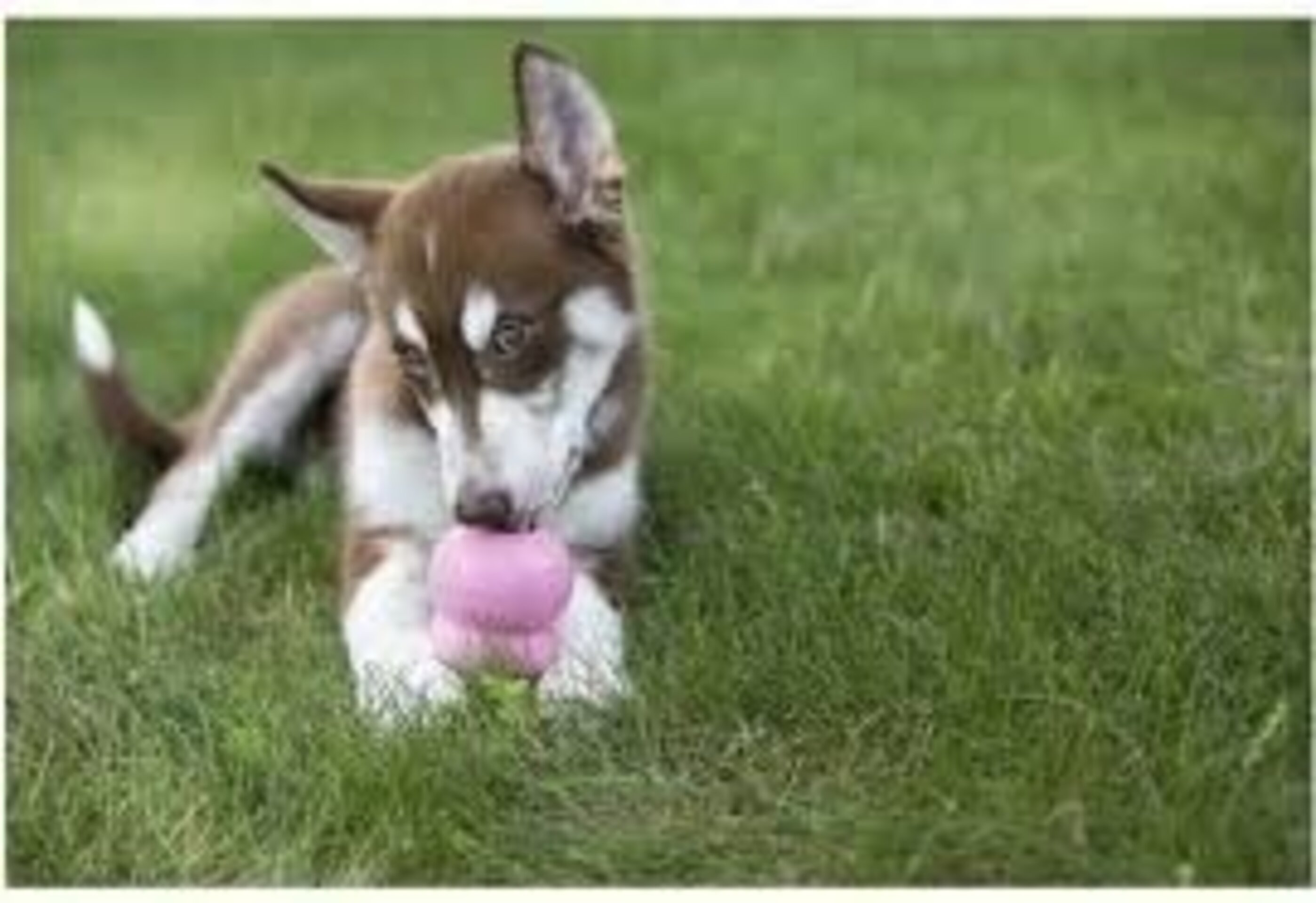 KONG Puppy Especial Cachorros - 7