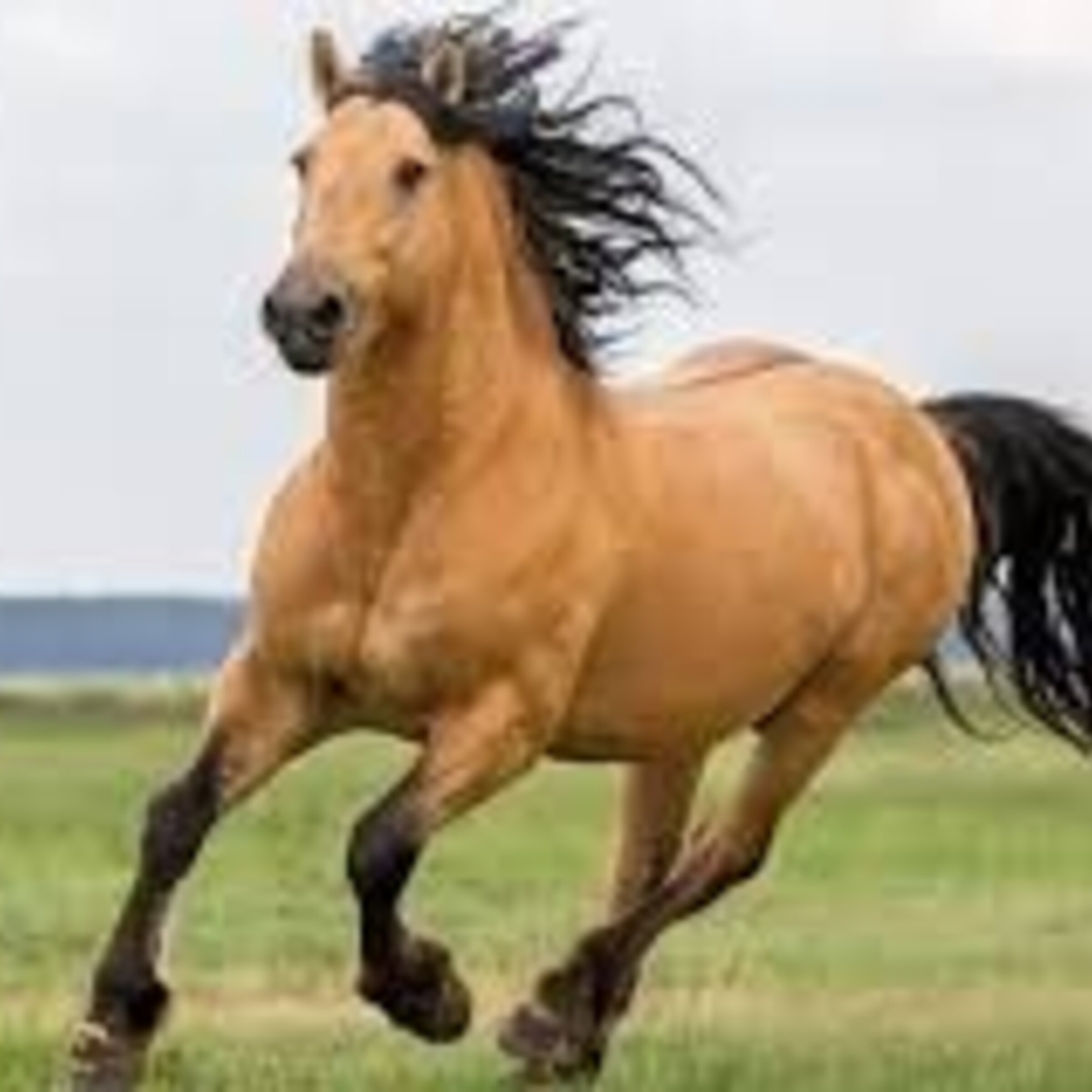 CABALLOS