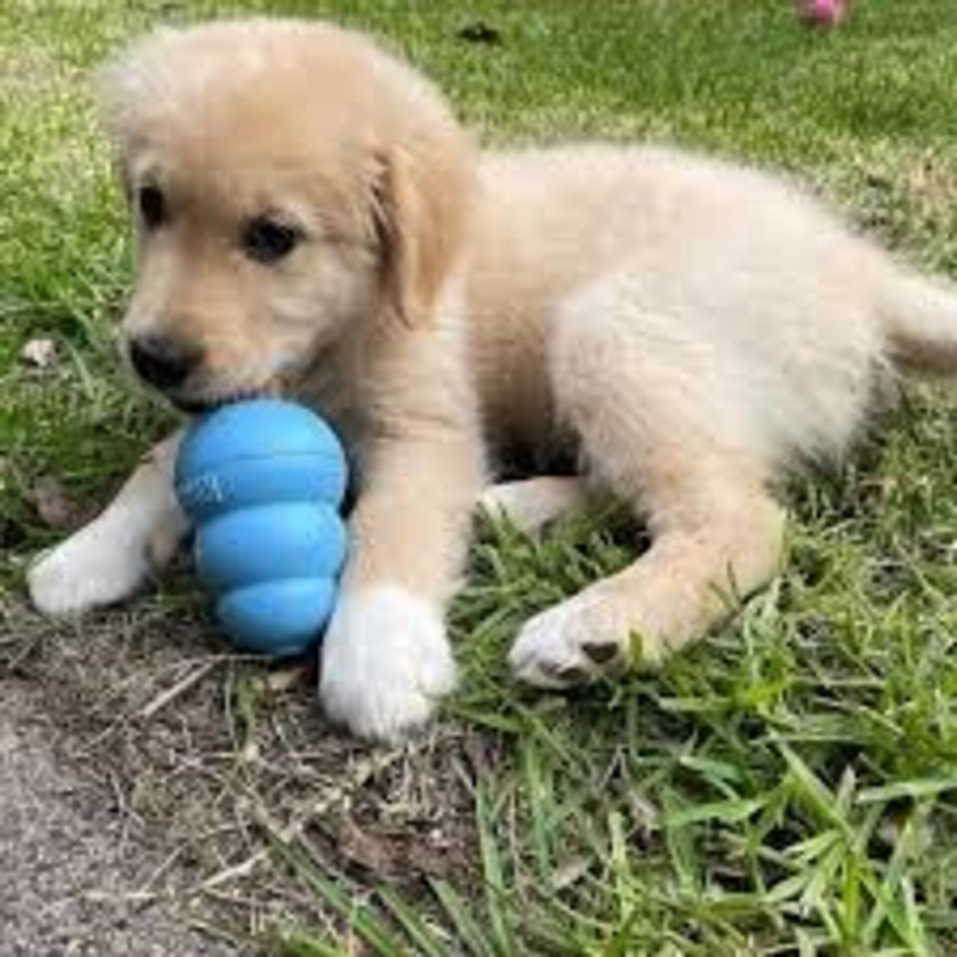 KONG Puppy Especial Cachorros - 6