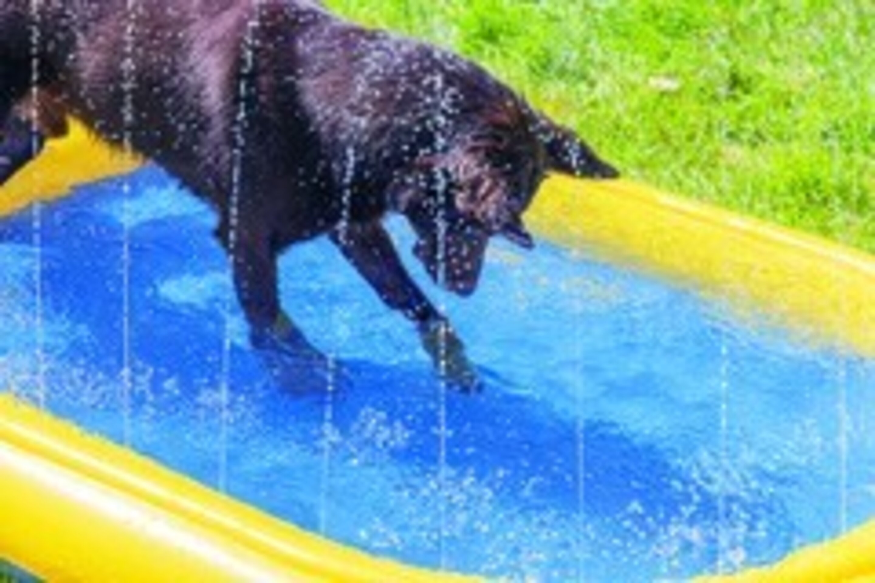 Beeztees piscina para perro con palmera y aspersores laterales - 3