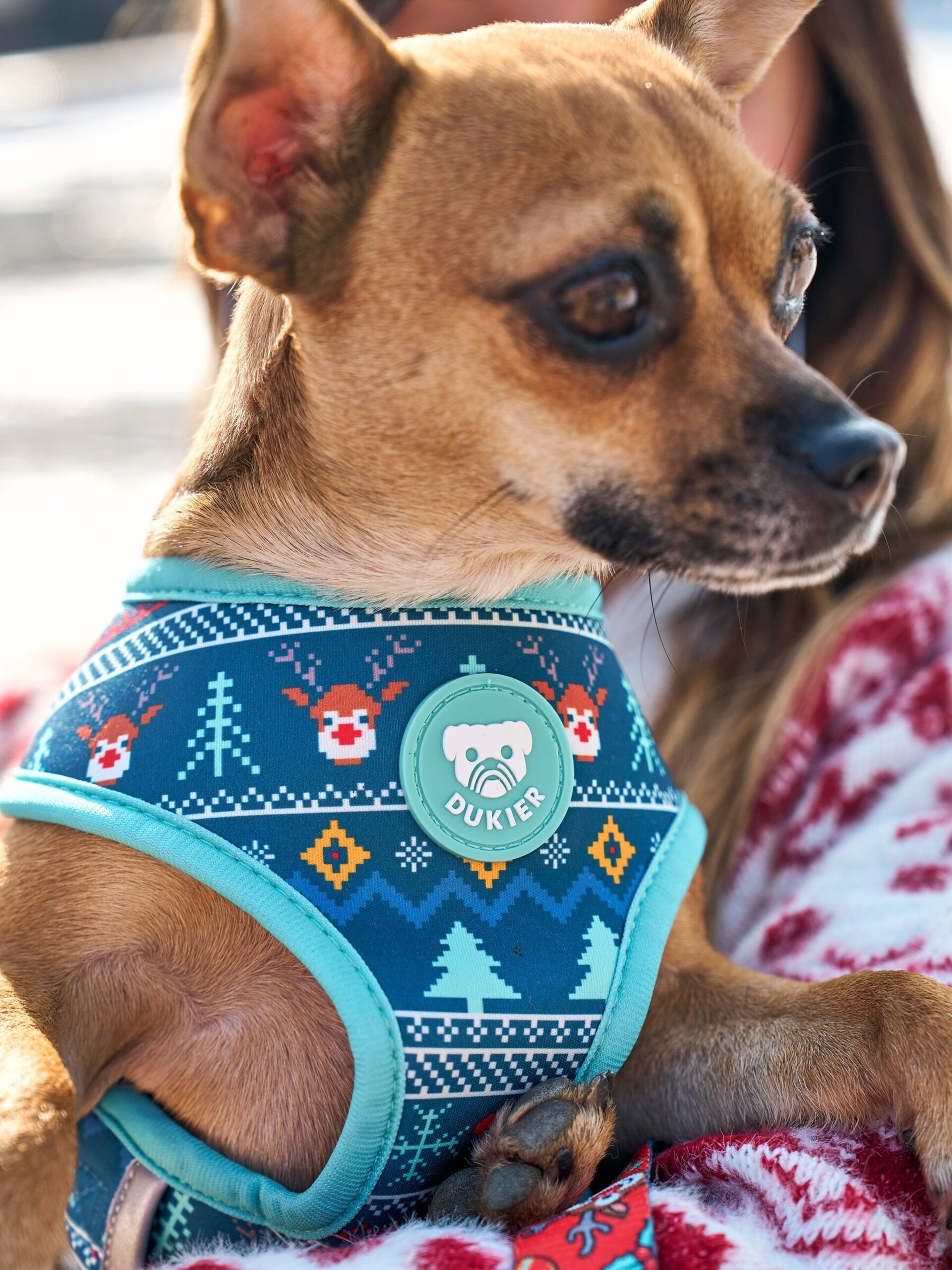 Arnés reversible para perro xmas jumper - 3