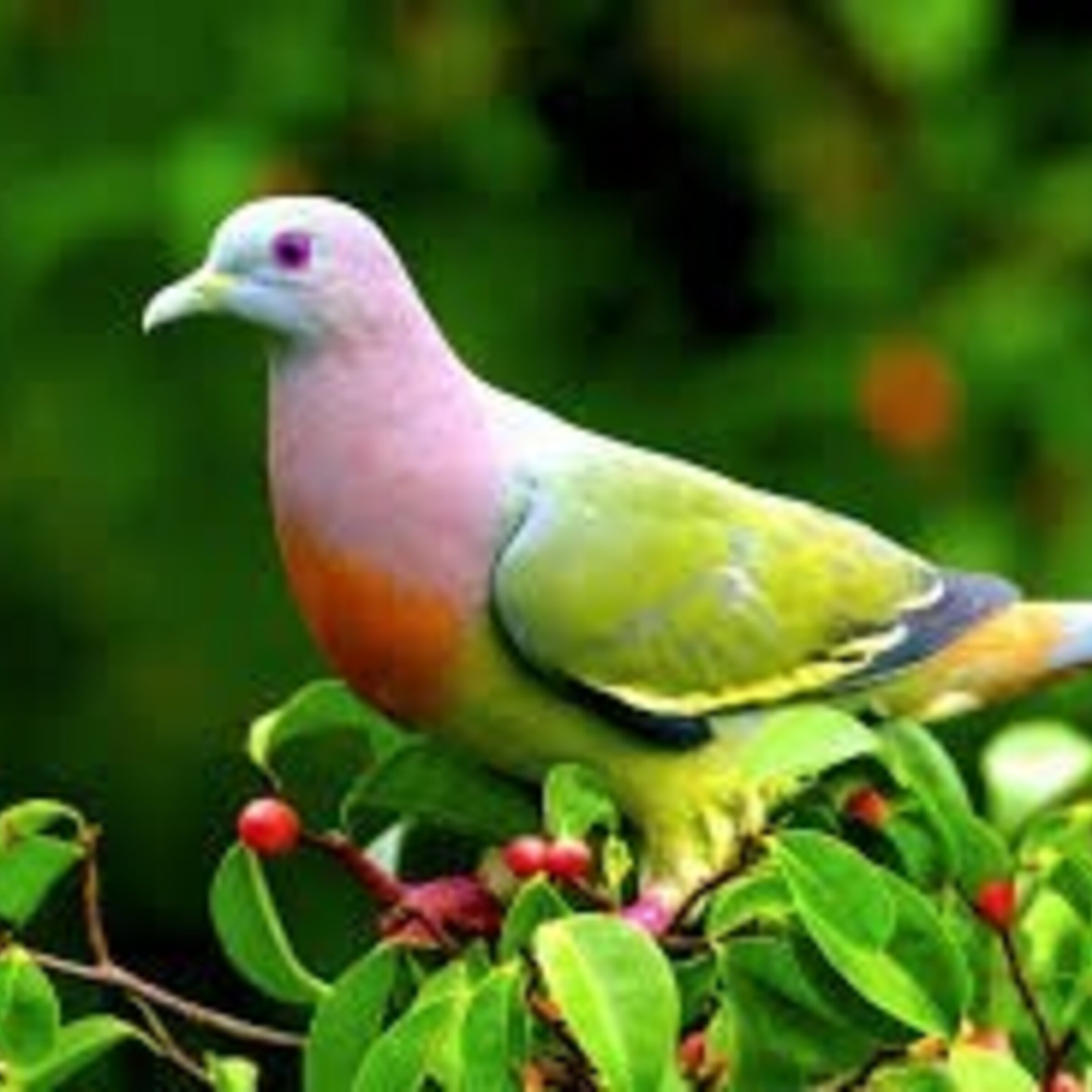 PALOMAS