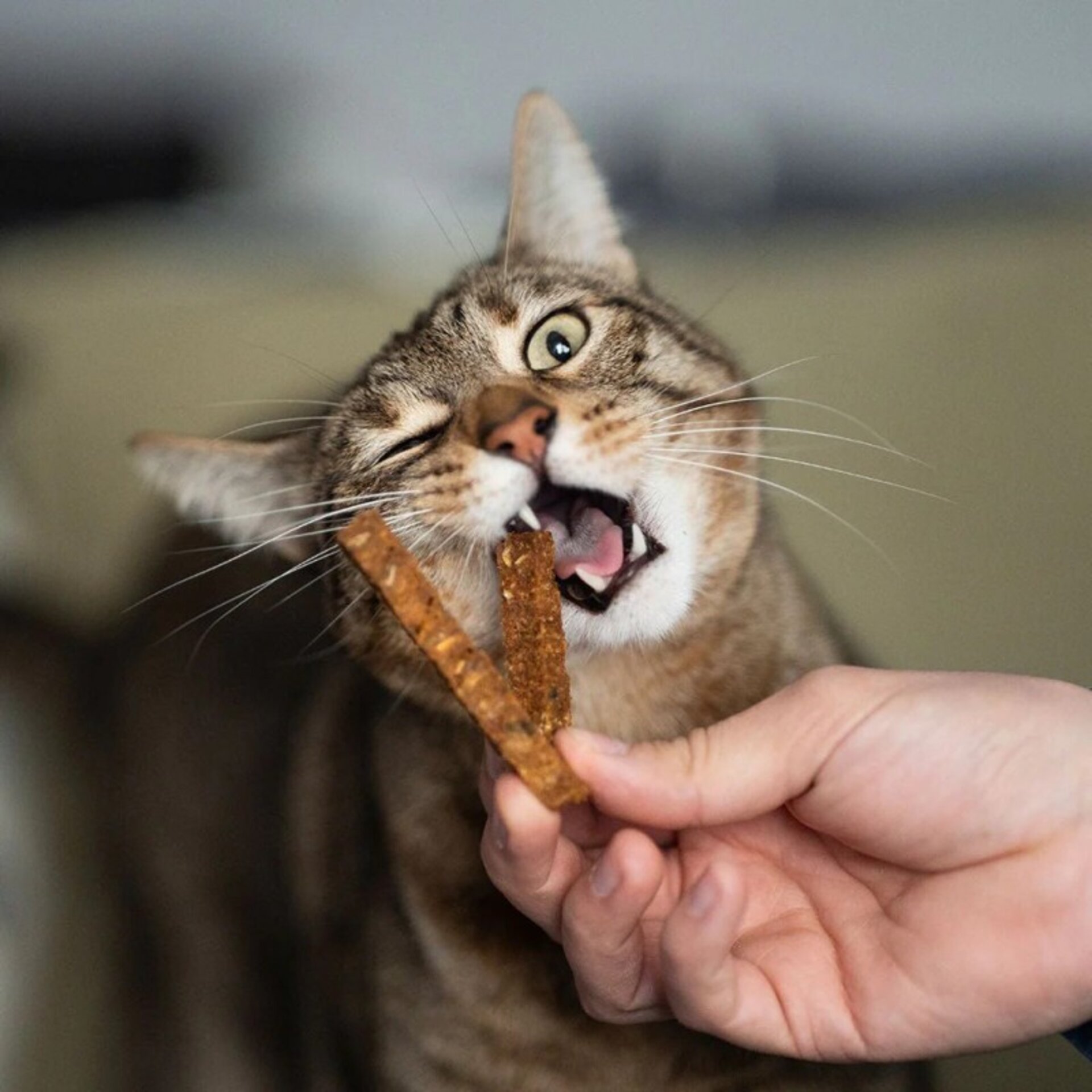 Premio Rub Stick Dental de Pollo para Gatos 100g - Small Size 1x1 - 3