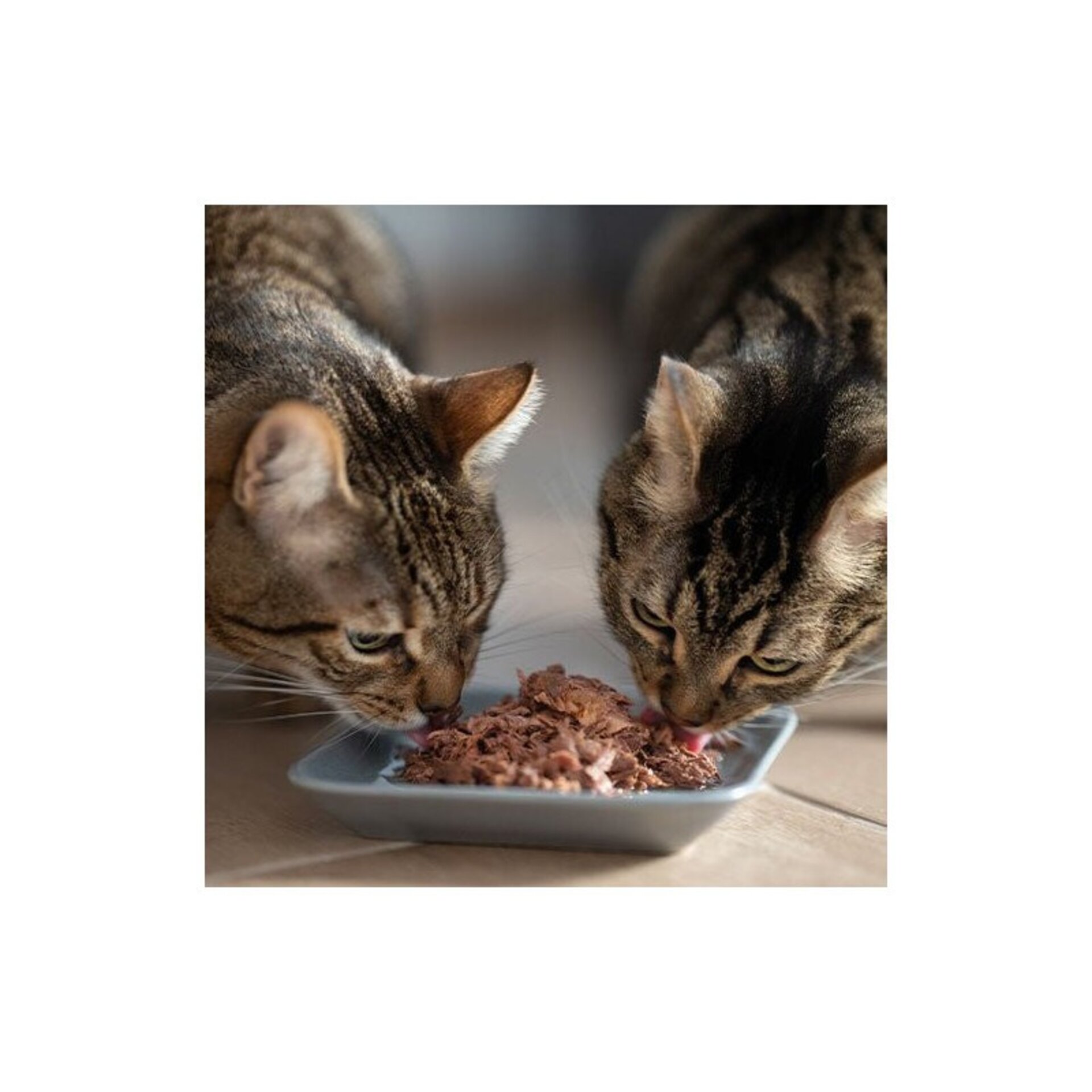 Comida Húmeda de Filetes de Atún natural con Mejillones para Gatos - 2