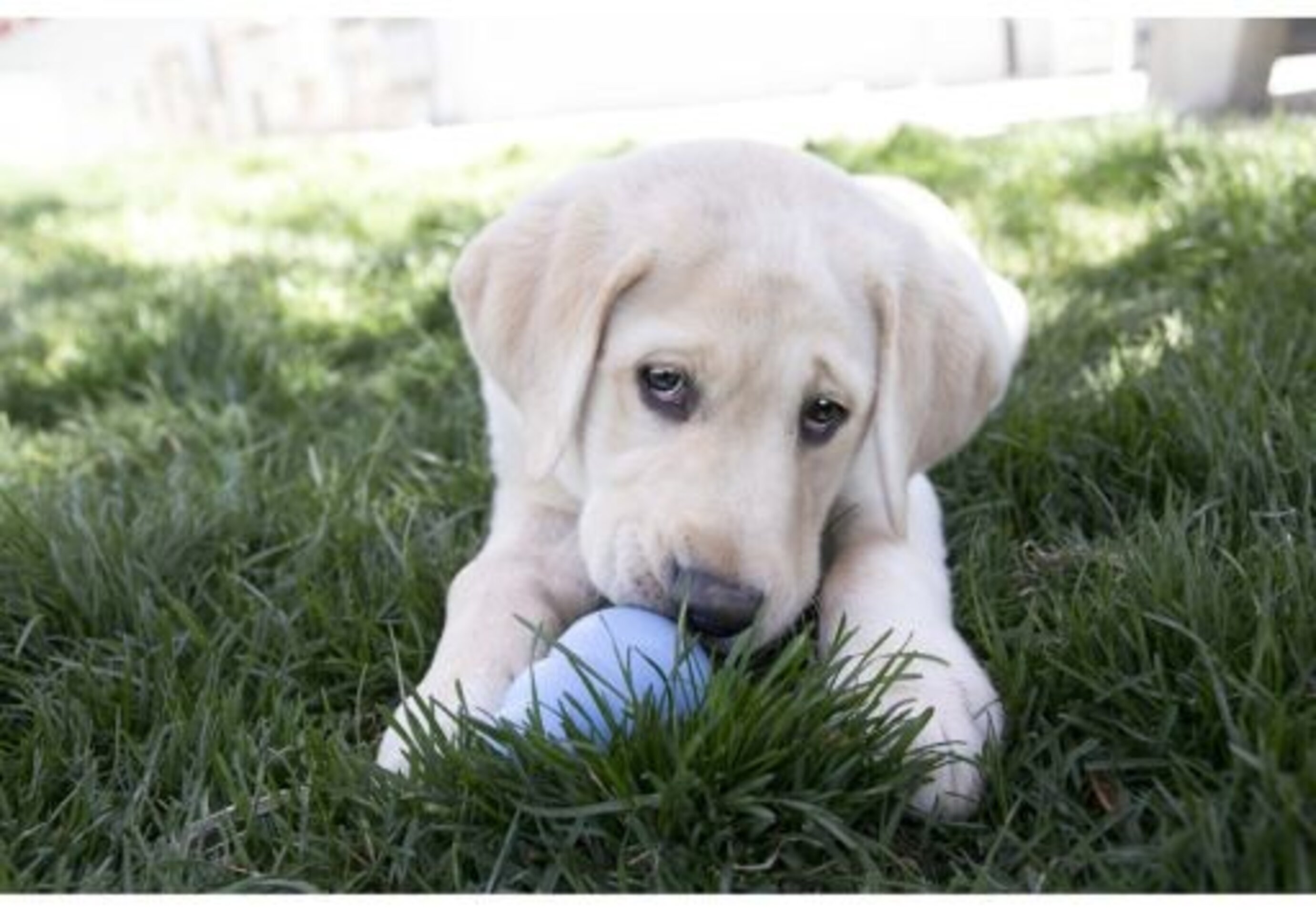 KONG Snacks Puppy para Cachorros - 4