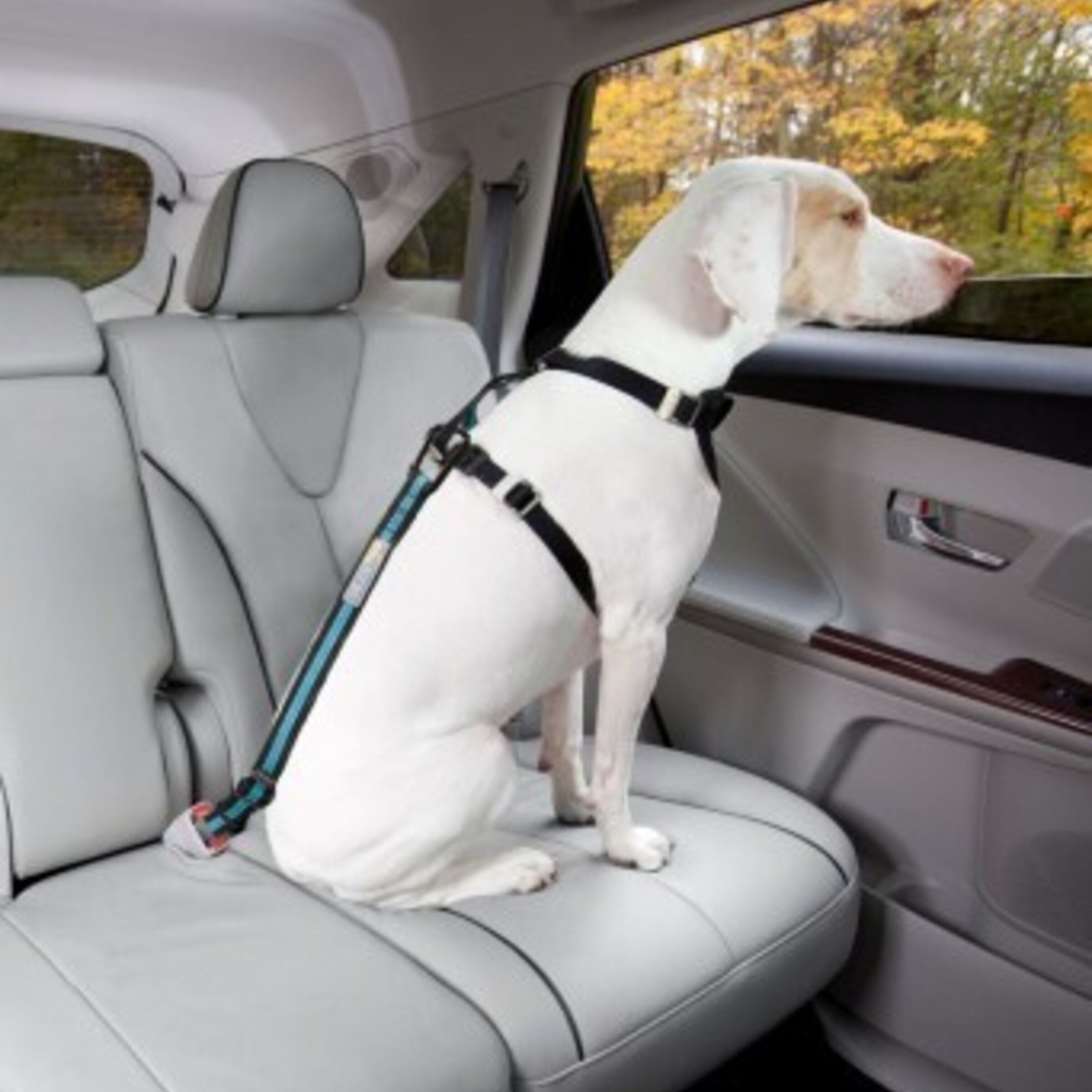 ACCESORIOS/COCHE