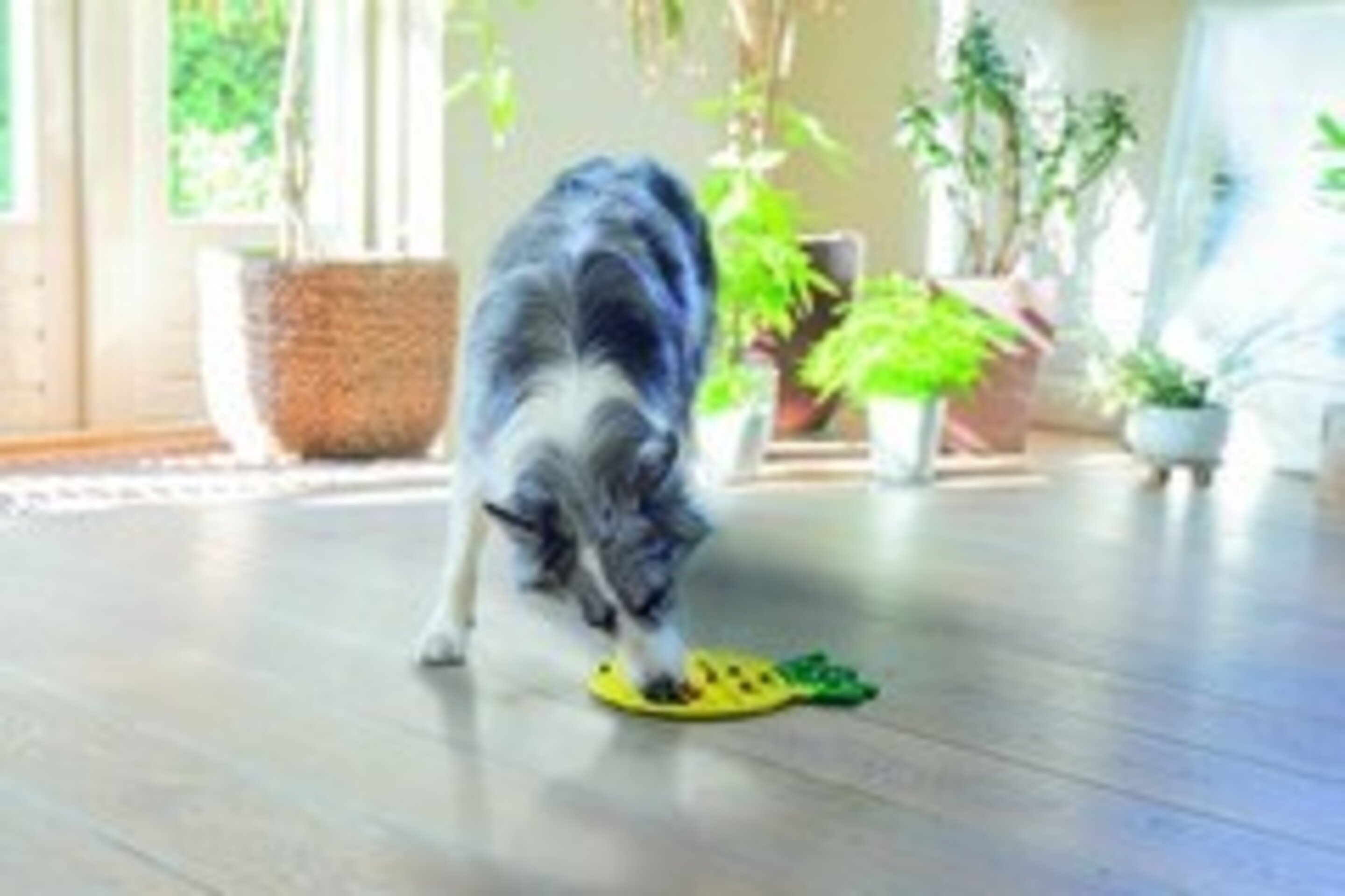 Beeztees alfombrilla para lamer para perro con forma de piña - 2