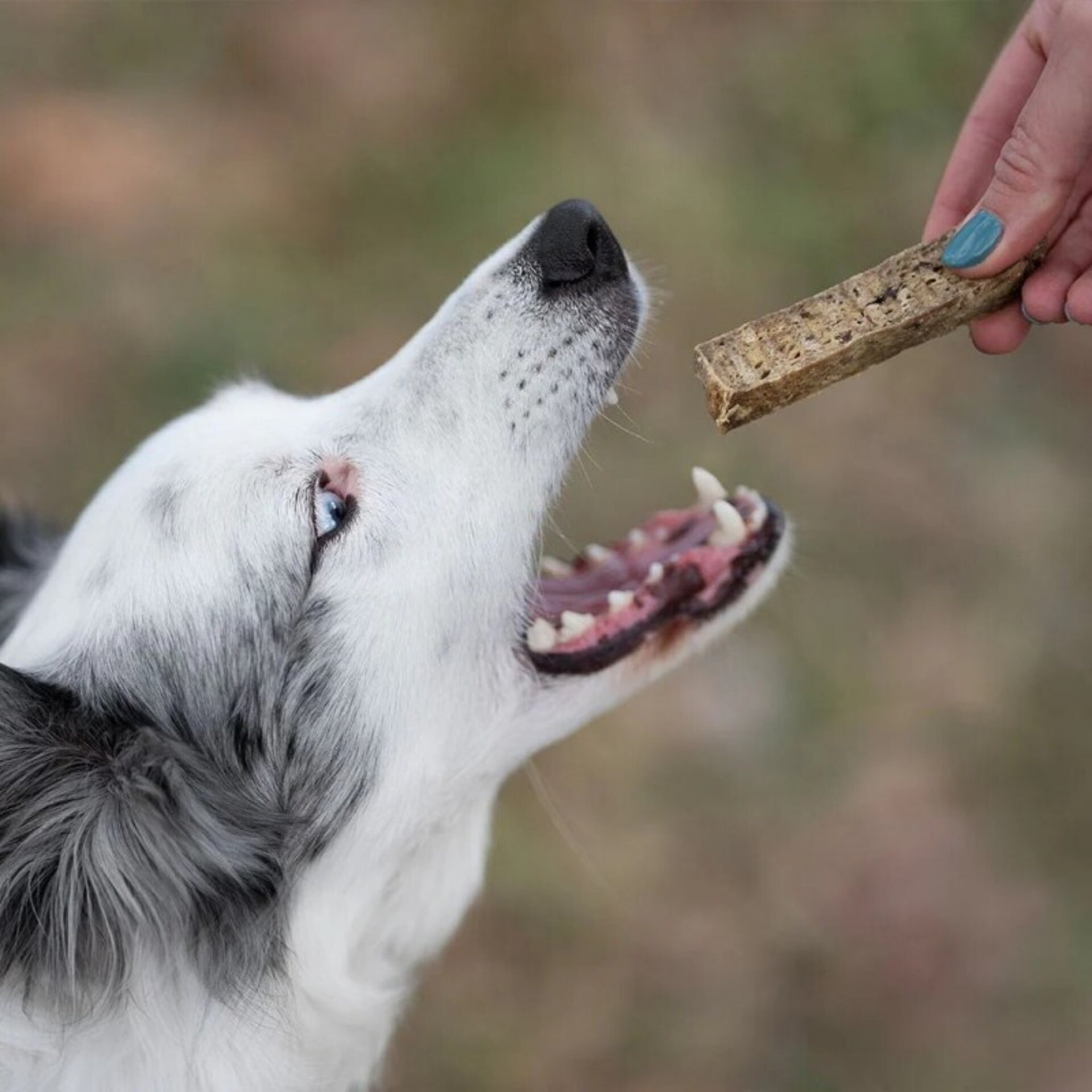 Premio Rub Stick Dental de Pavo para Perros 100g - Regular Size 2x2 - 2
