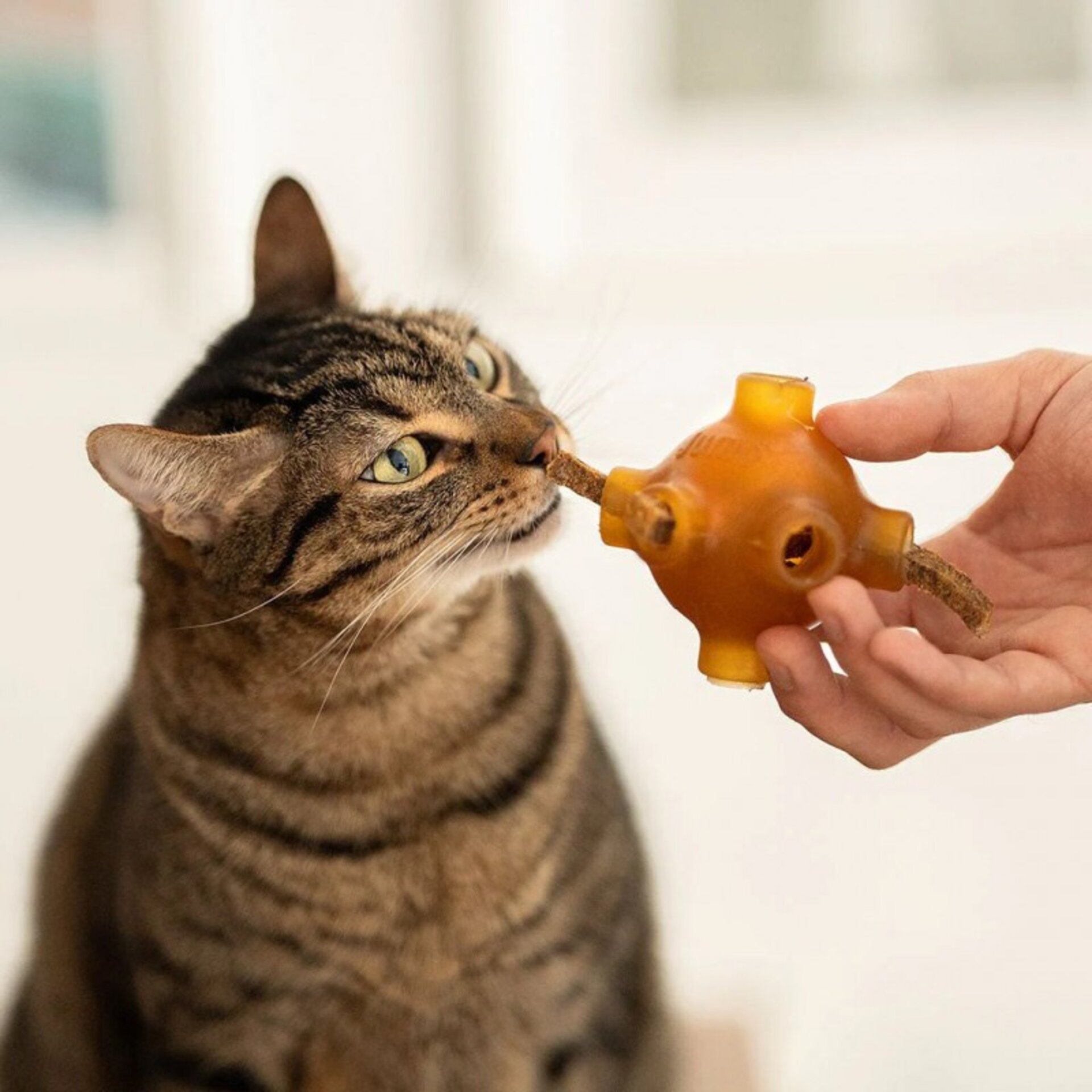Retorn Rub Pollo Dental Stick para GATITOS SMALL 1x1 - 3