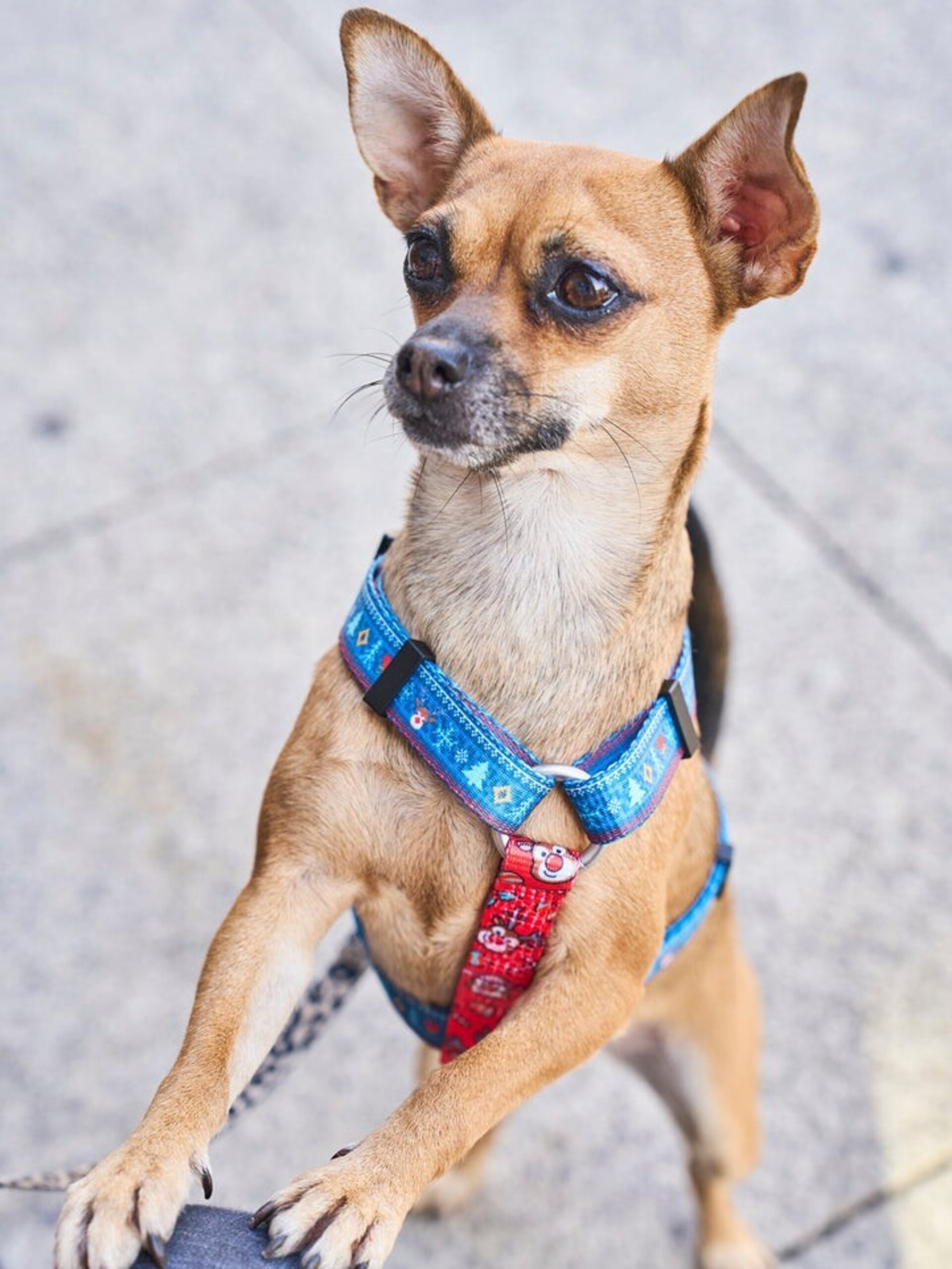 Arnés clásico para perro xmas jumper - 3
