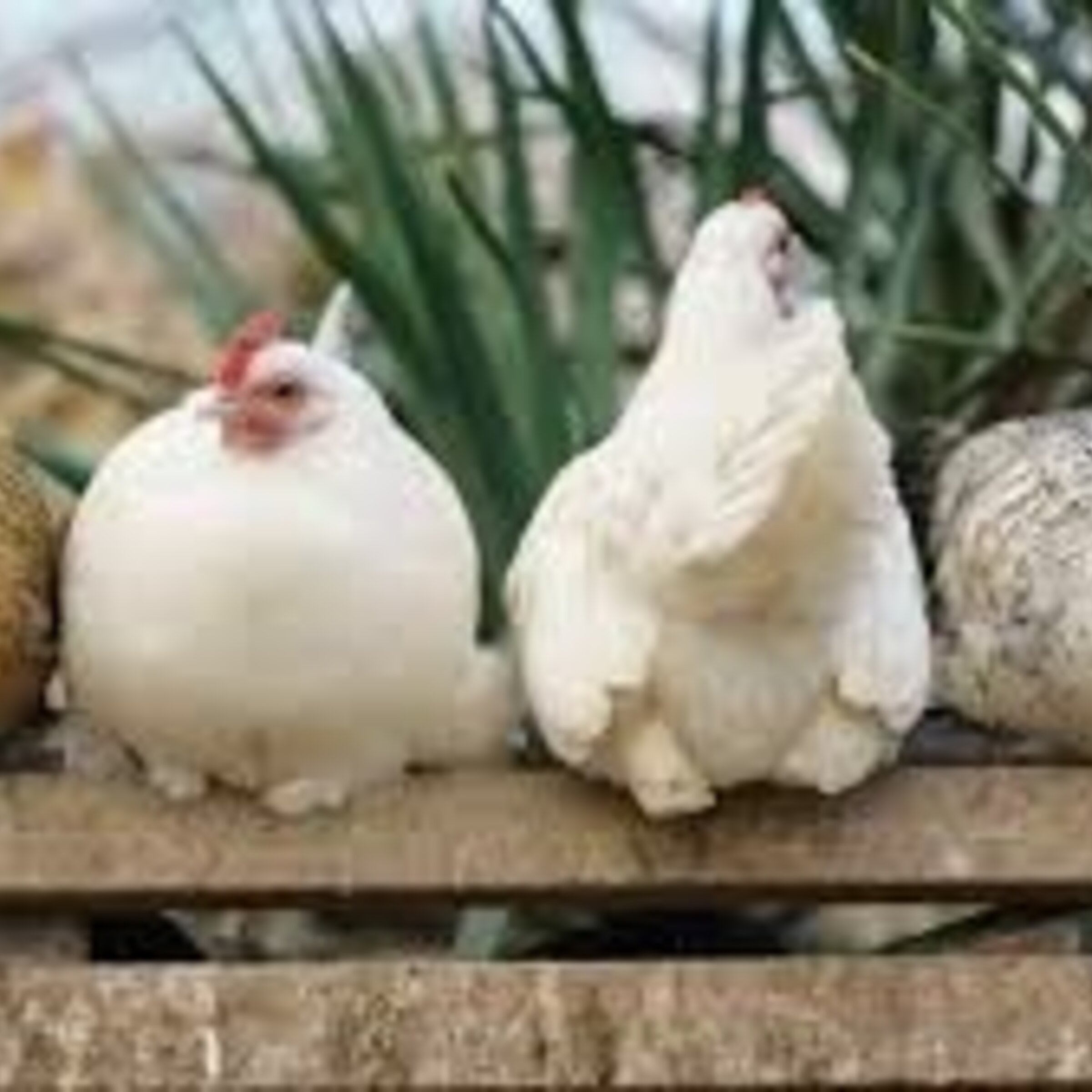 GALLINAS
