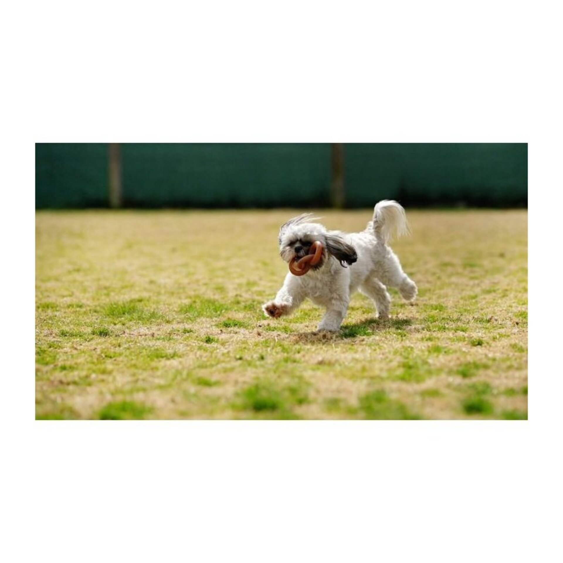 Juguete para perros Retorn Rub Chain - 3