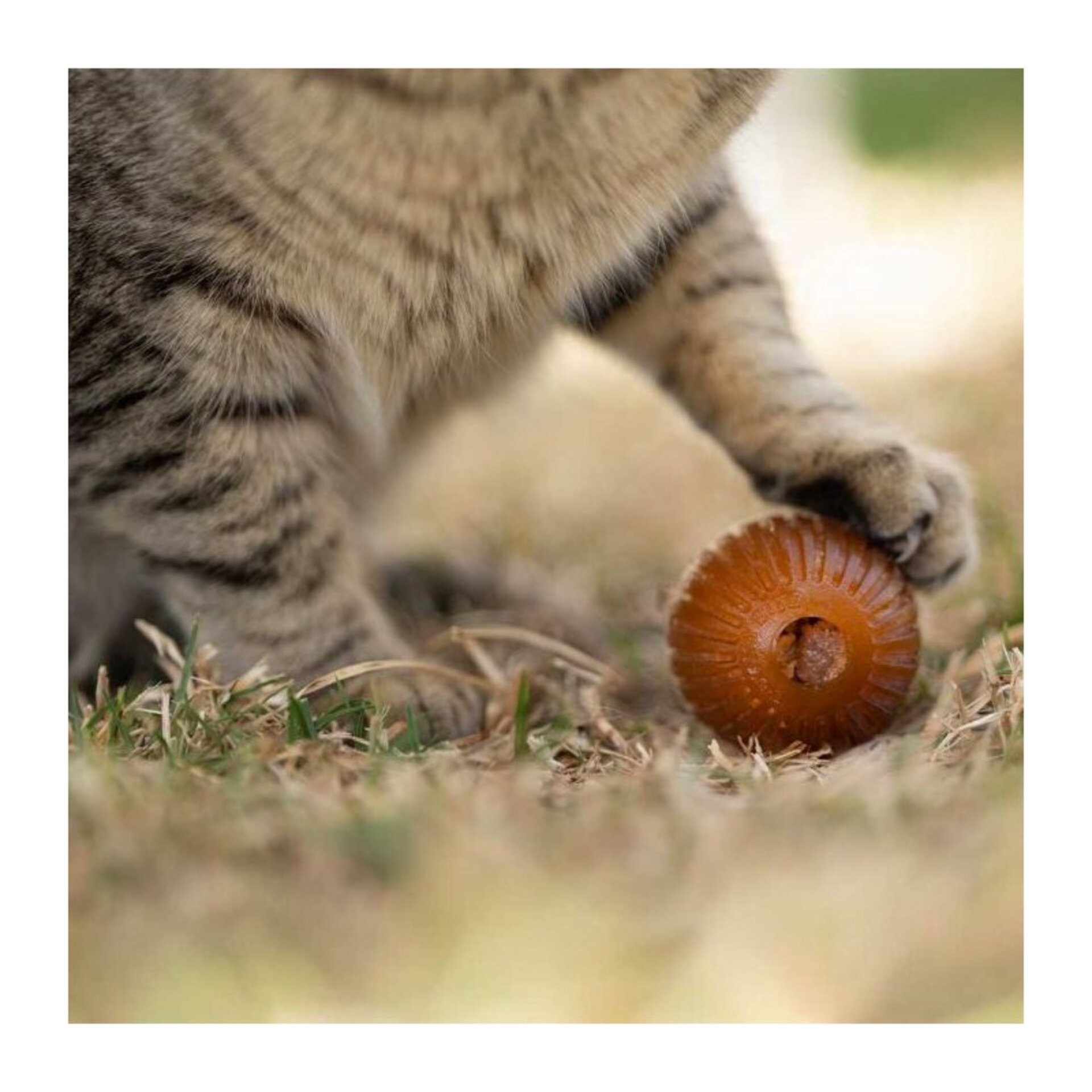 Juguete para gatos Retorn Rub Gossy Egg for Cats - 3