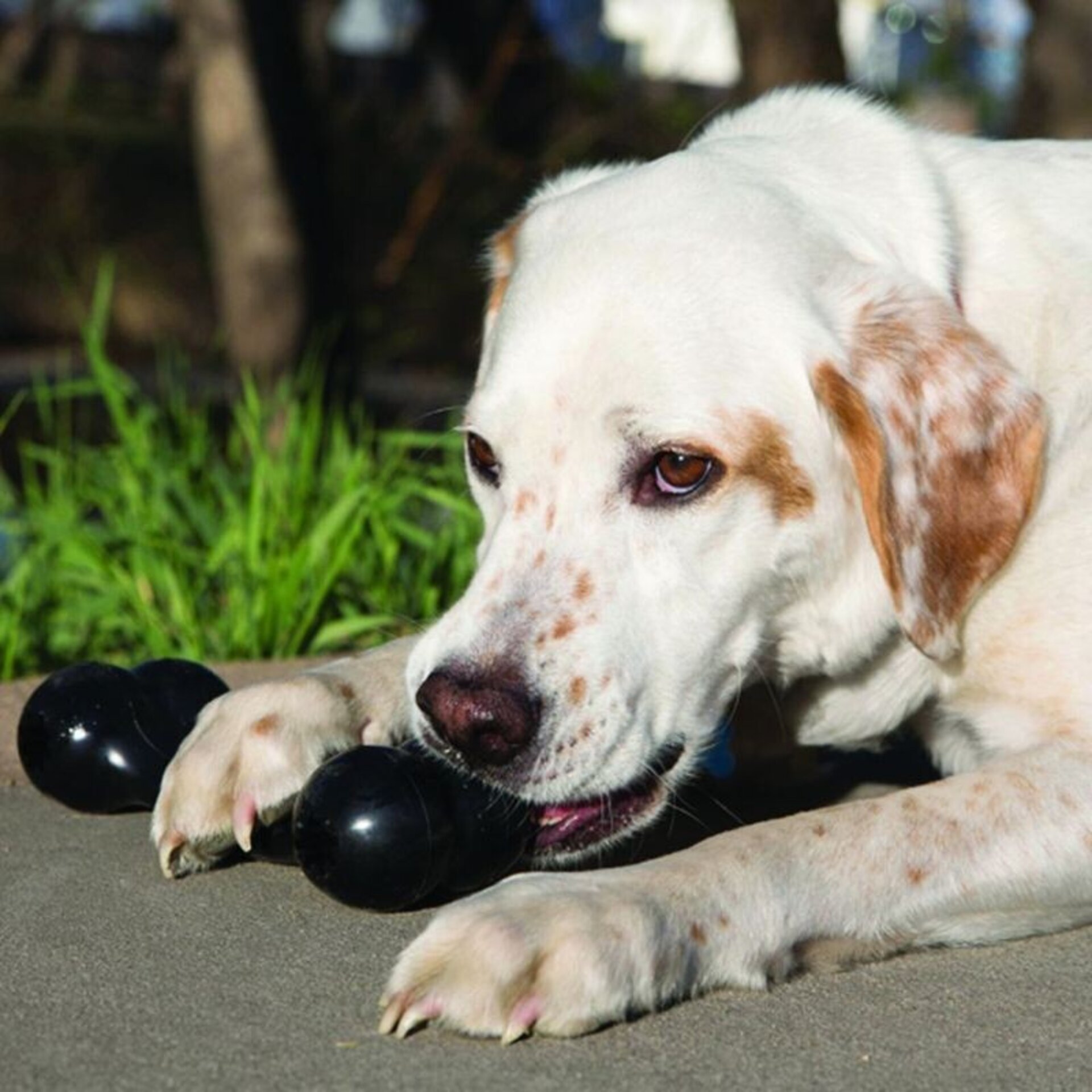 KONG Extreme Goodie Juguete Hueso para Perros - 4