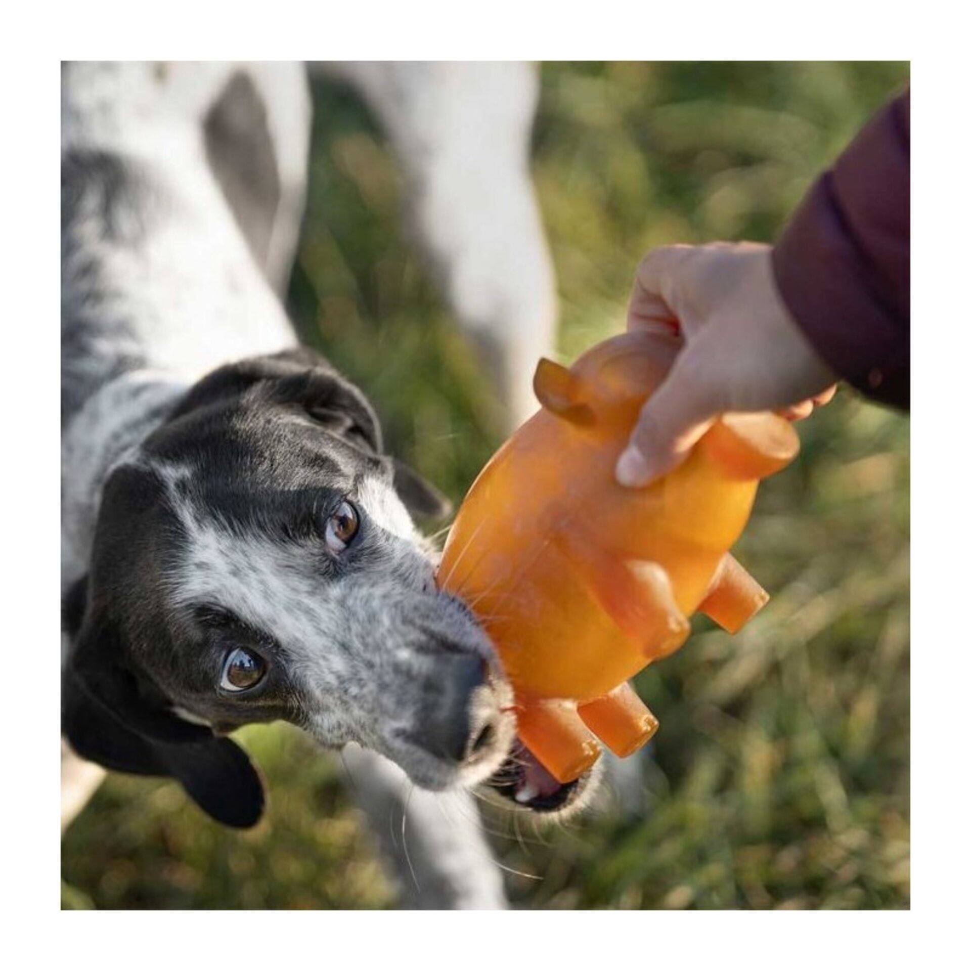 uguete para perros Retorn Rub Piggy Bank Slow feeder - 3