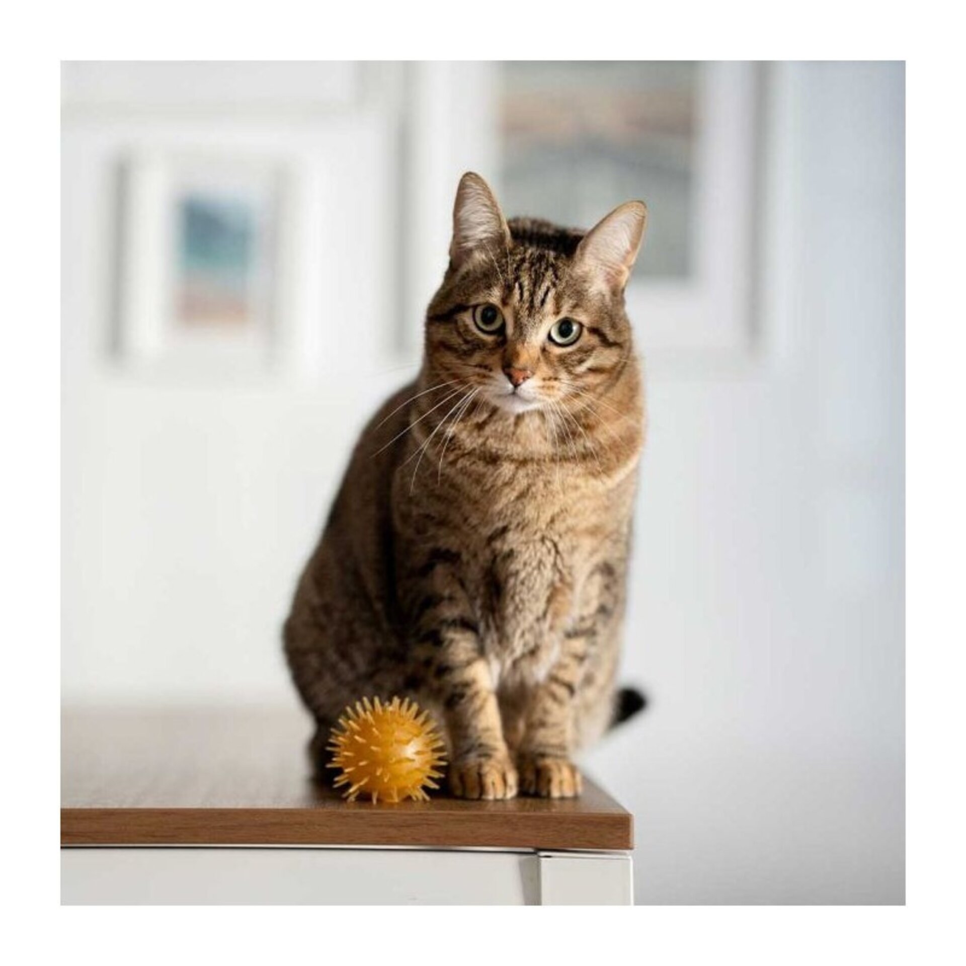 Juguete para gatos Retorn Rub Ball & Bell Cats x 2 - 3