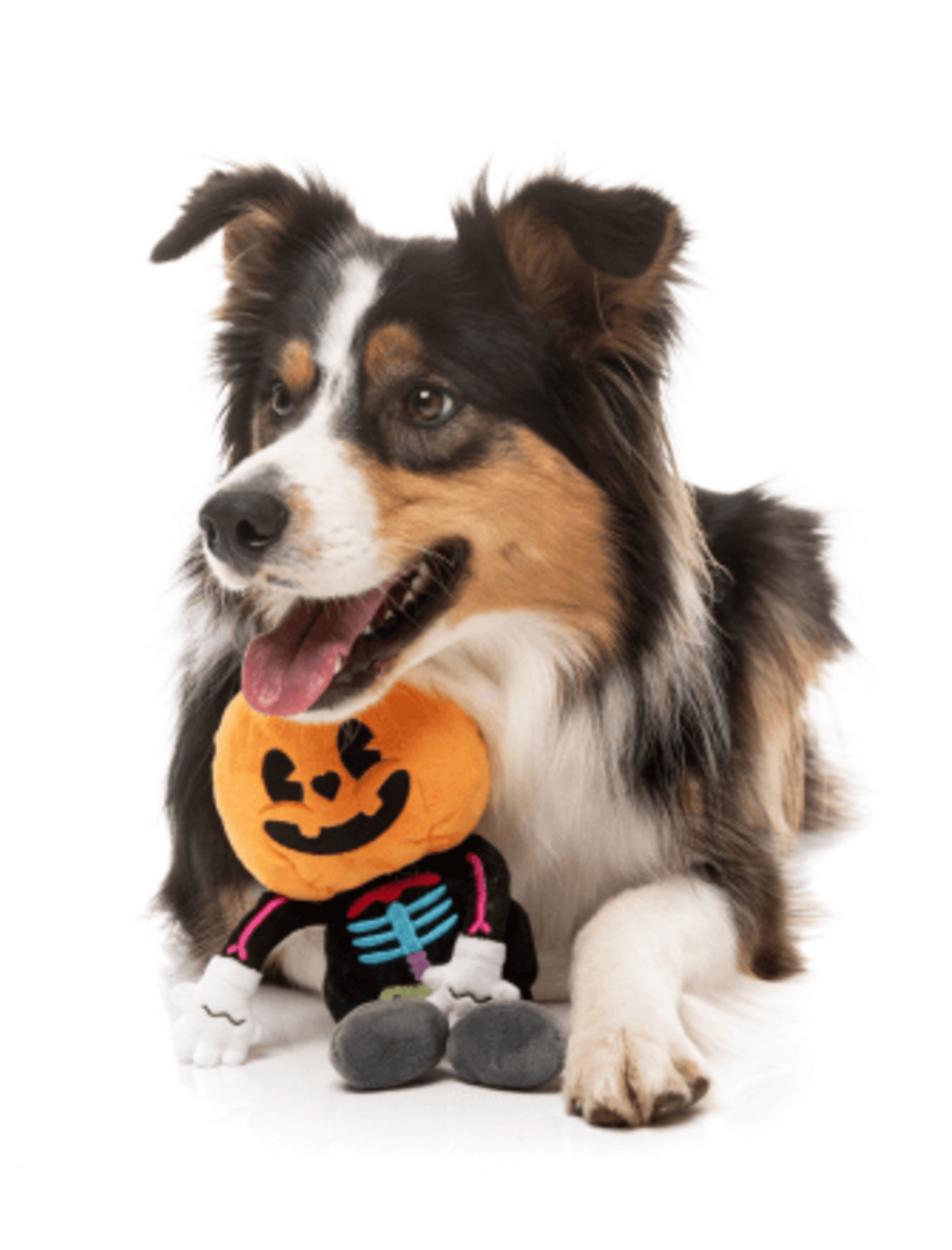 FuzzYard Halloween Boo-Ternut - 4