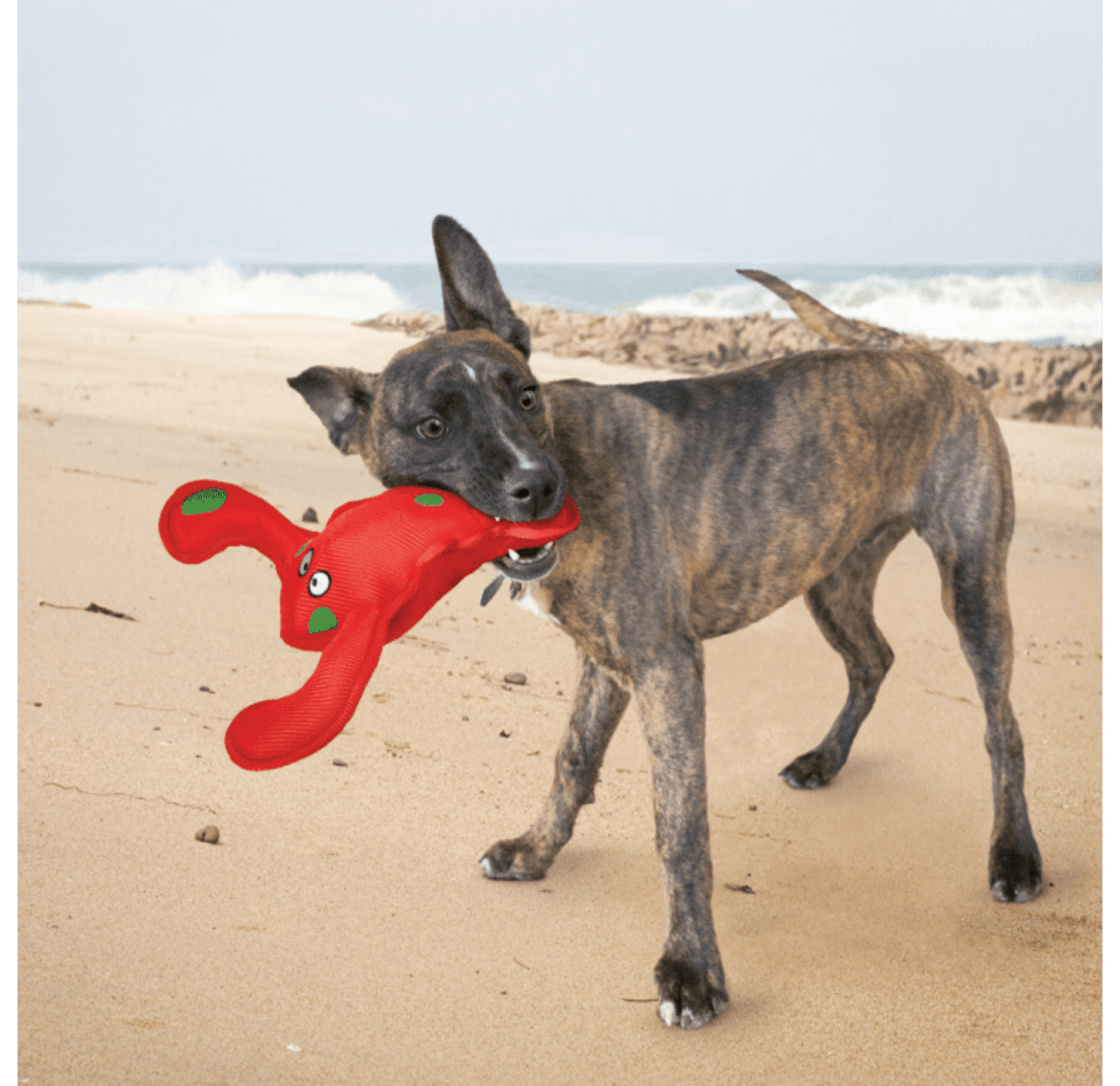 KONG Belly Flops Lobster Peluche Perro - 3