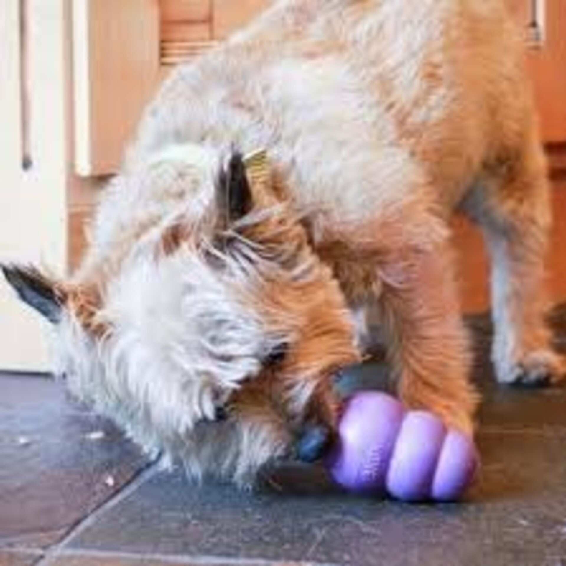 KONG Senior Morado Mordedor Perros - 3