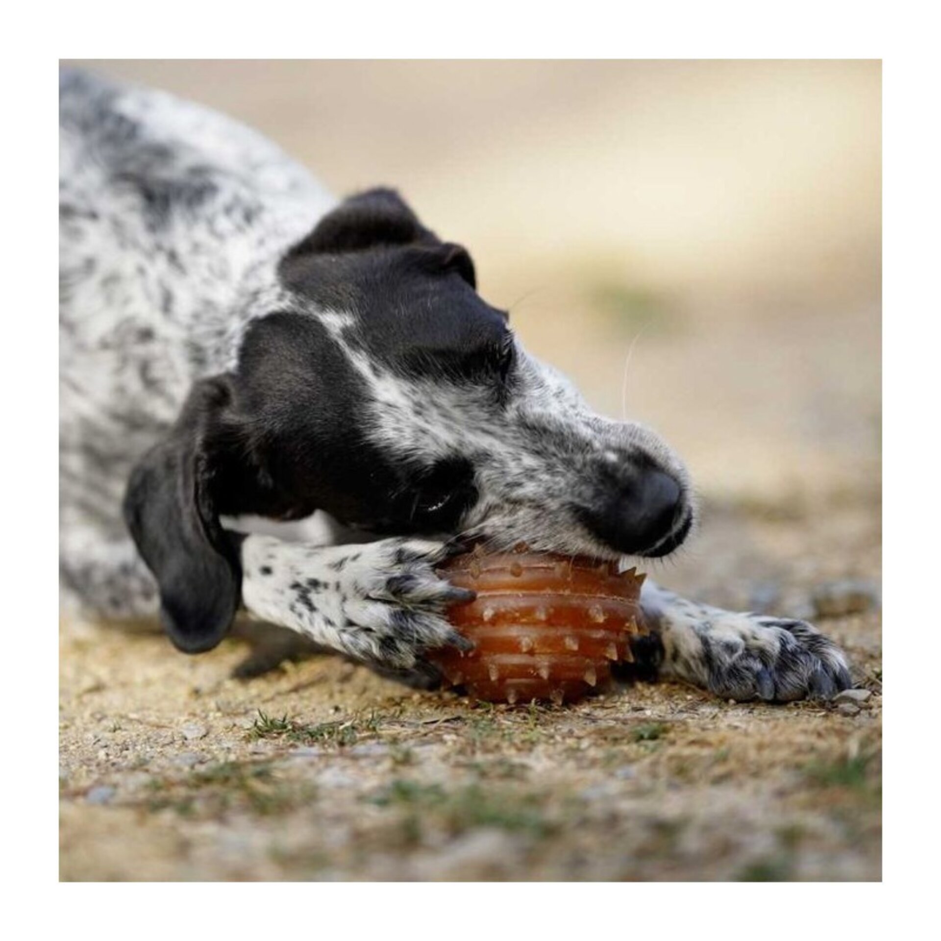 Juguete para perros Retorn Rub Spike Ball - 3