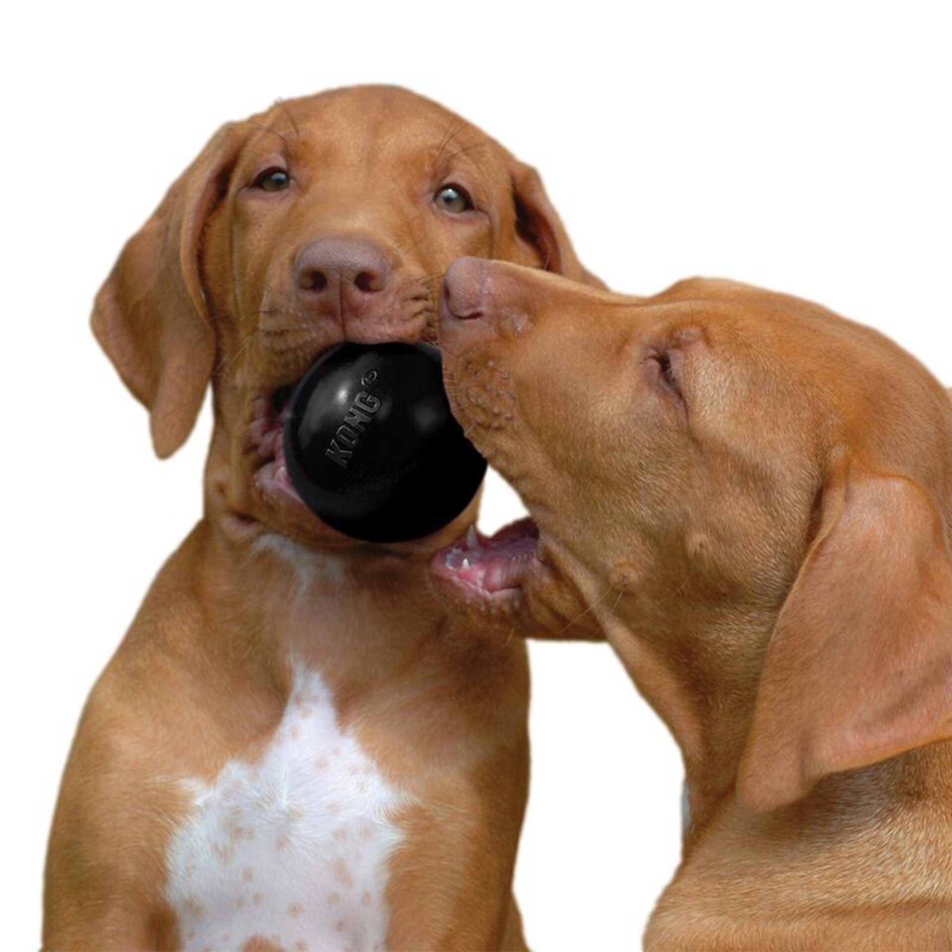 KONG Extreme pelota para perros - 5