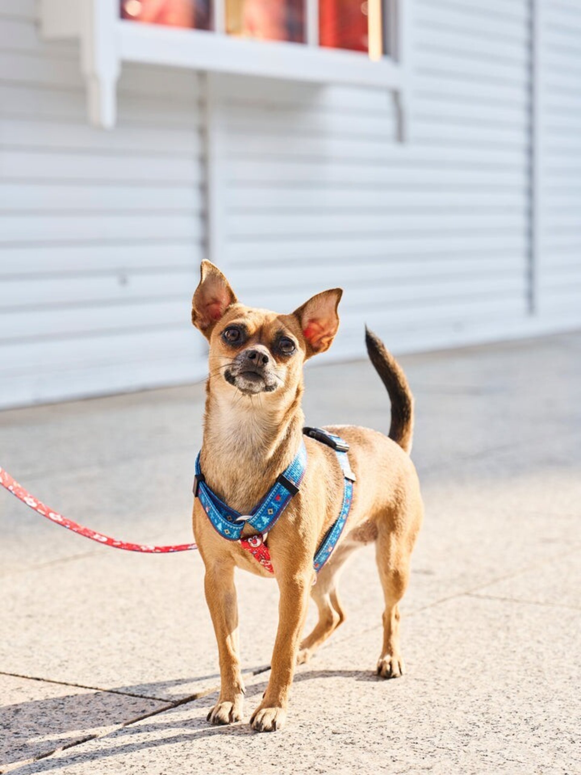 Arnés clásico para perro xmas jumper - 4