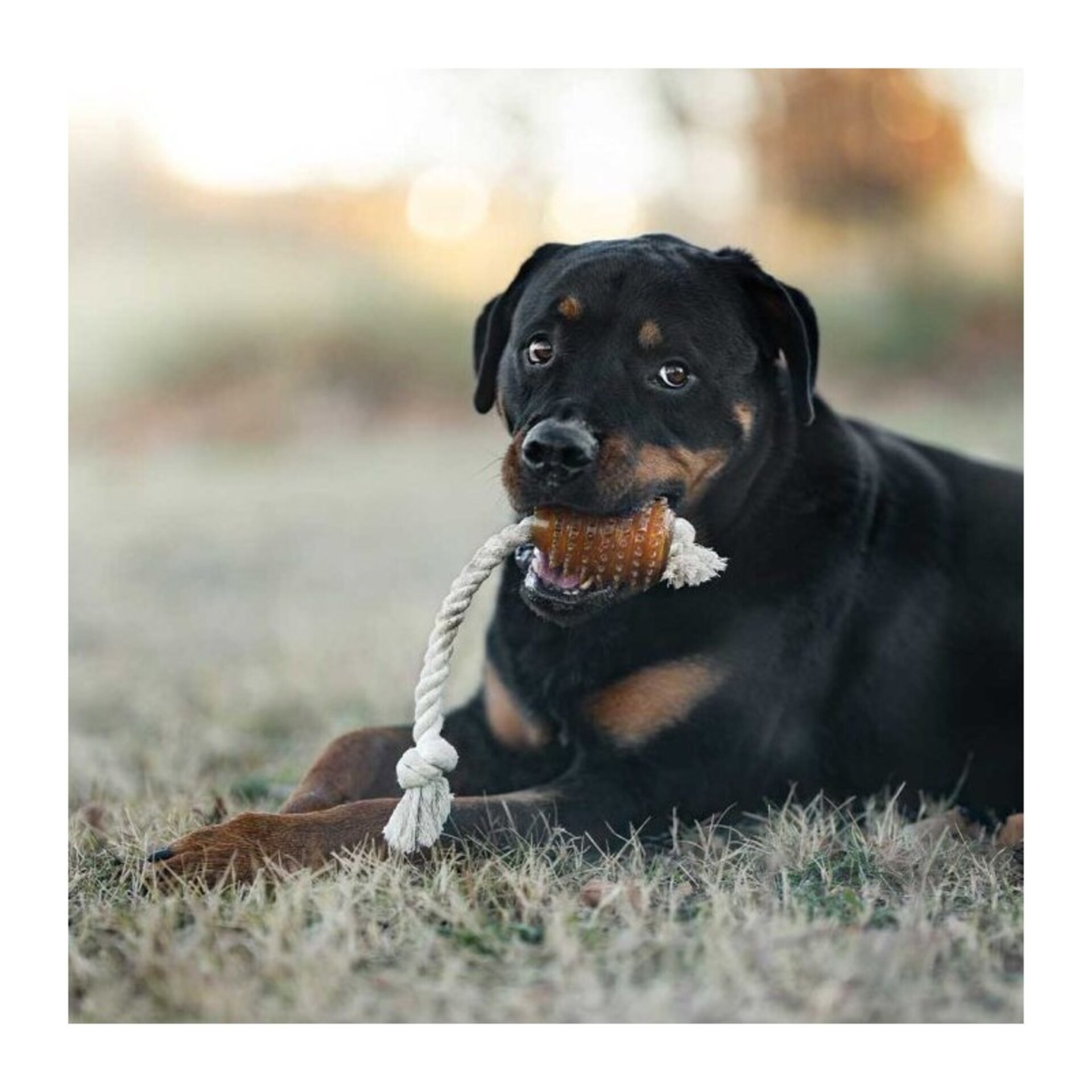 Juguete para perros Retorn Rub Rugby Spike & Rope Medium - 3