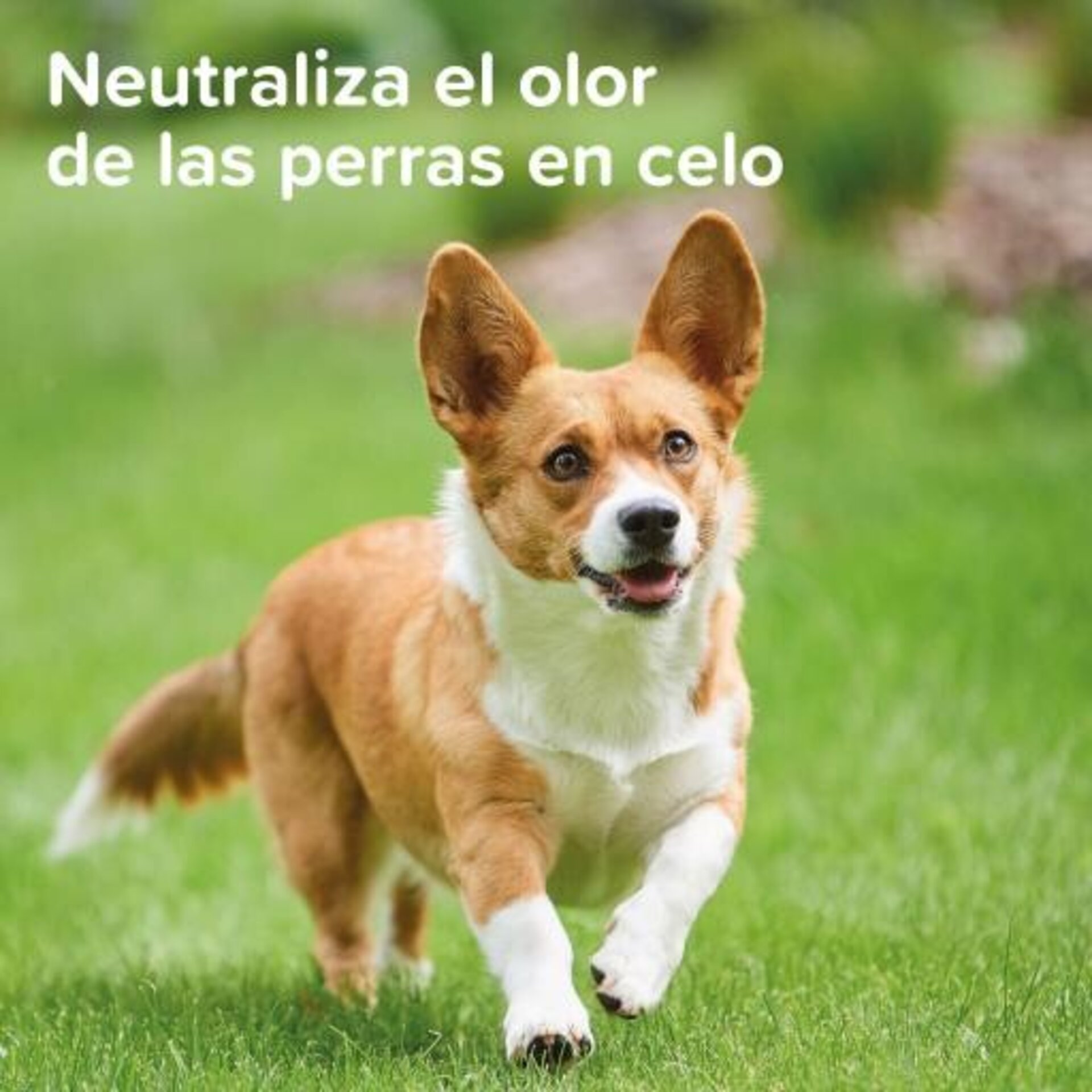 Beaphar No Love Spray para Perros - 3