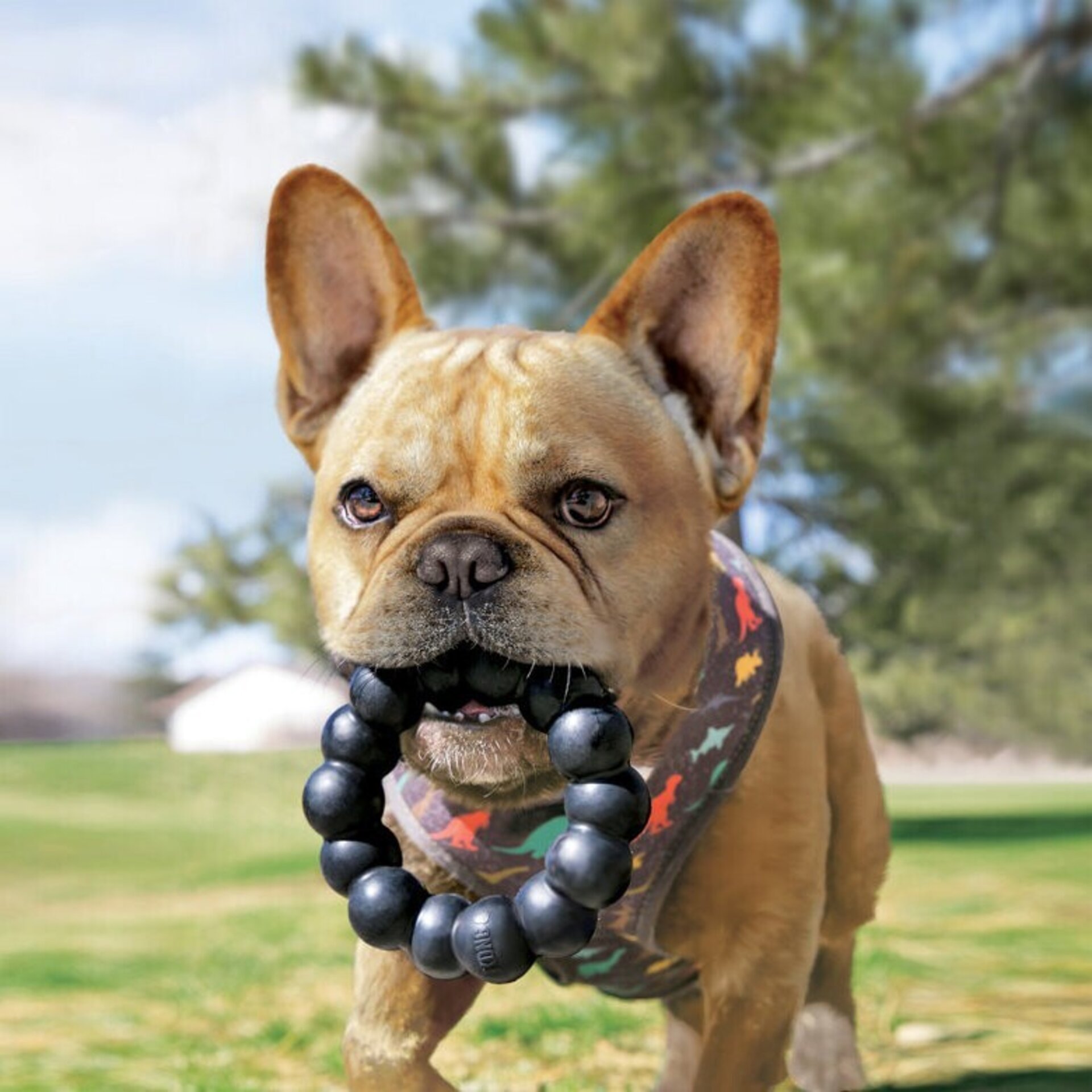 KONG Extreme Ring mordedor para perros - 2