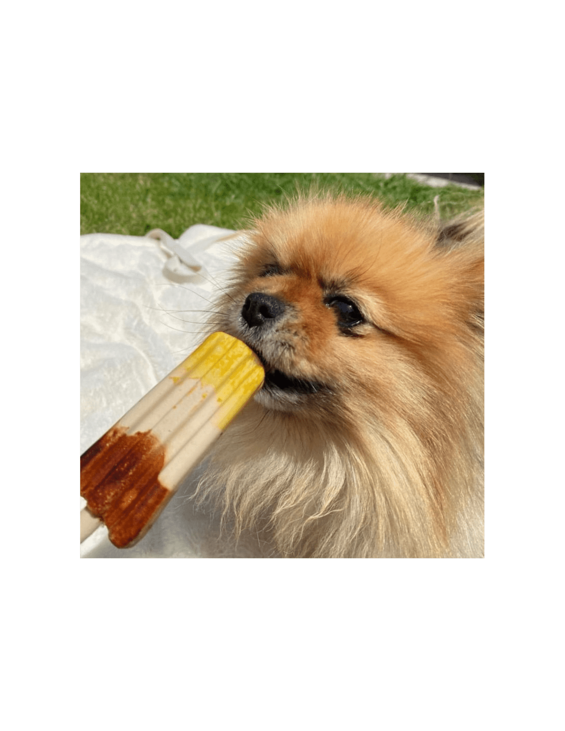 Helado de algarroba y plátano. Pup Ice Rocket - 2