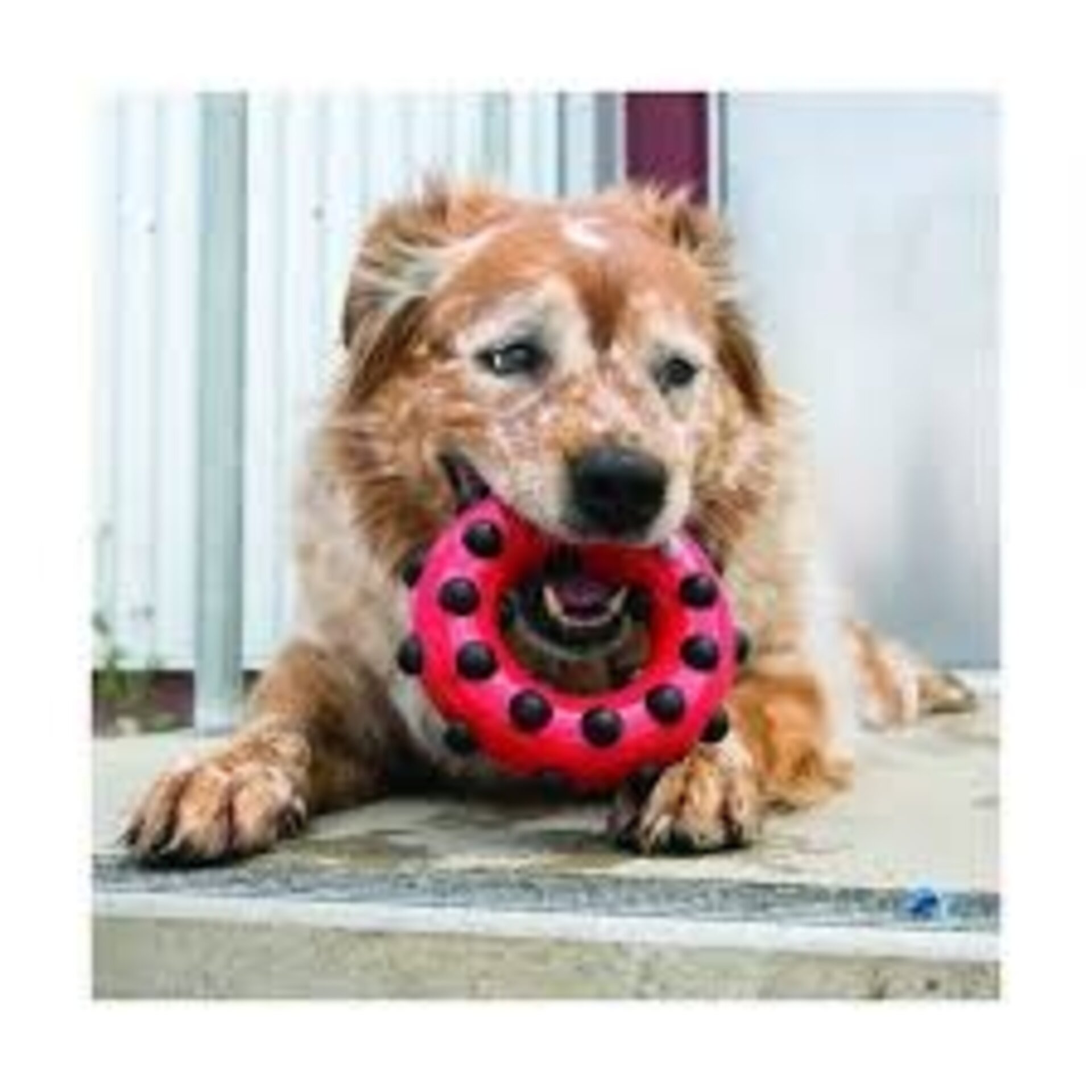 KONG Dotz Circle - 4