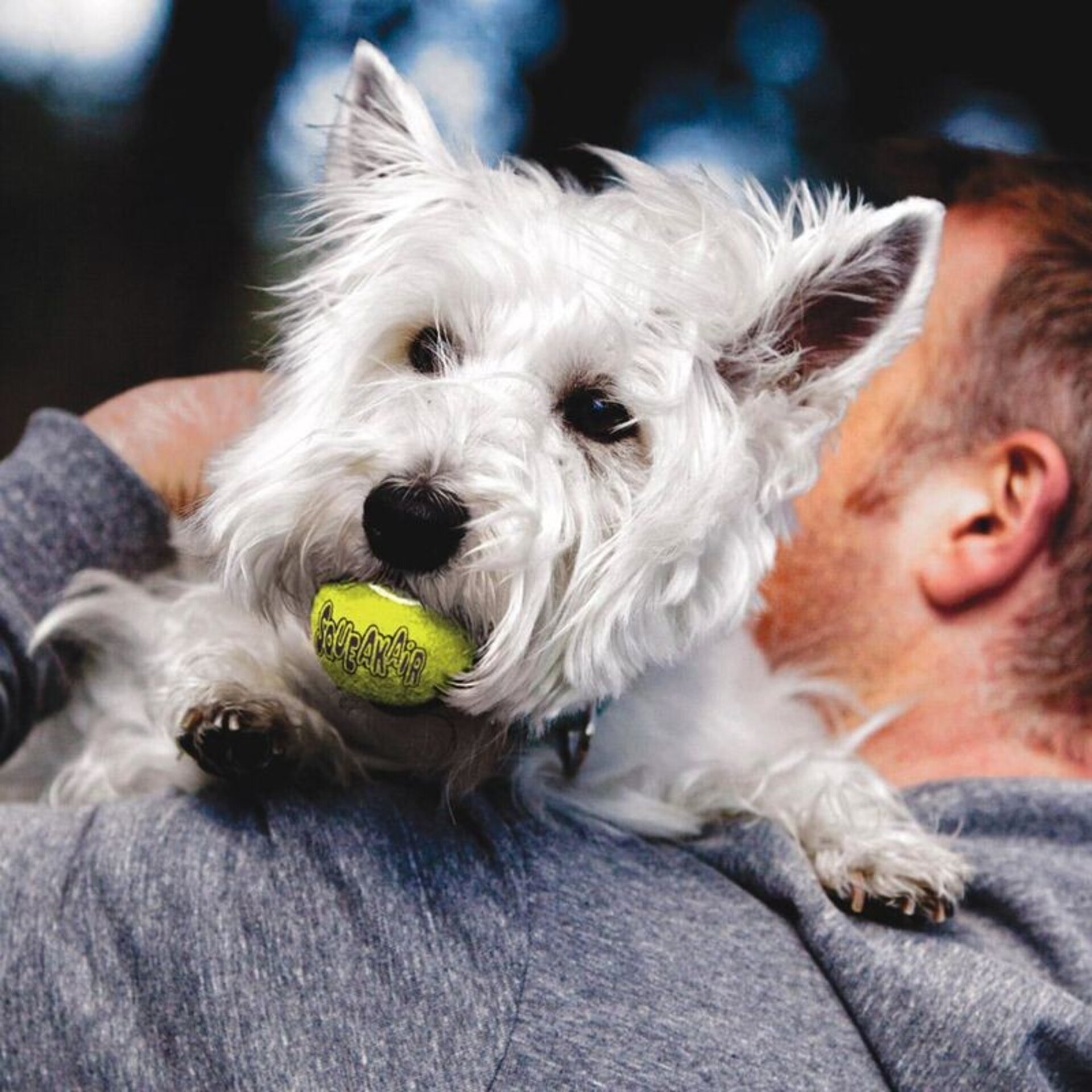 KONG AirDog Squeakair pelotas para perros - 4