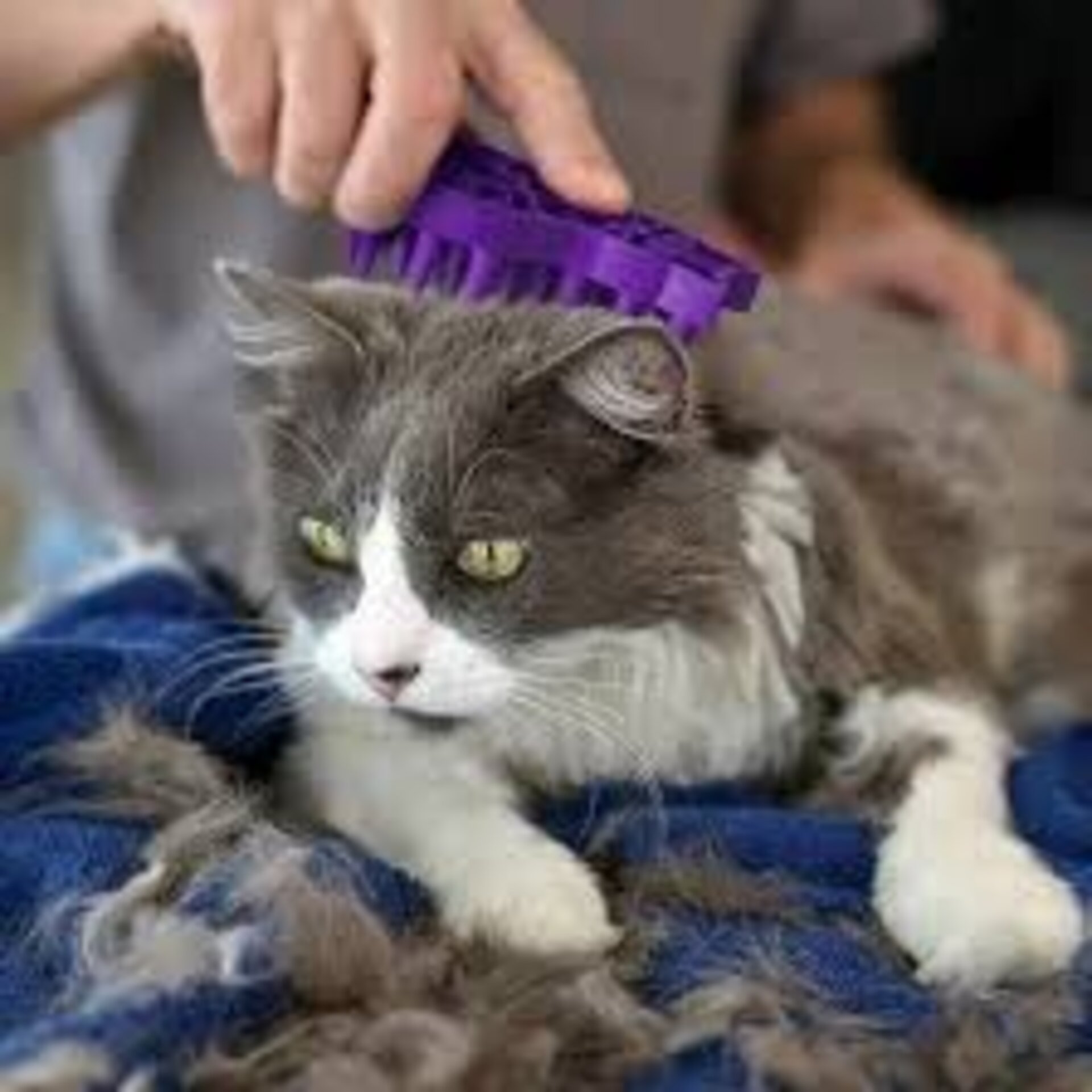 KONG ZoomGroom Cepillo de Goma para Gatos - 3