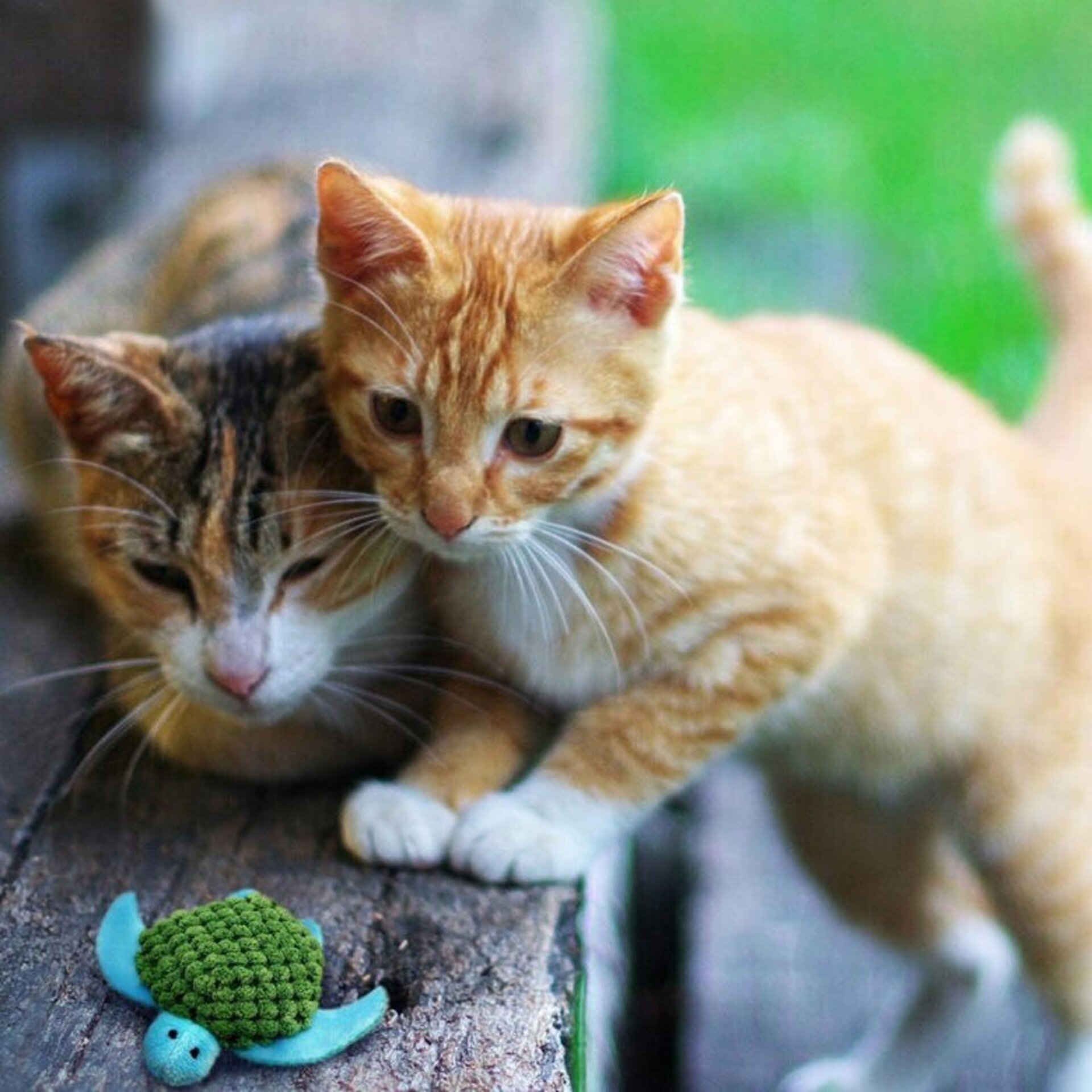 KONG Tortuga Recargable de Juguete para gatos - 2