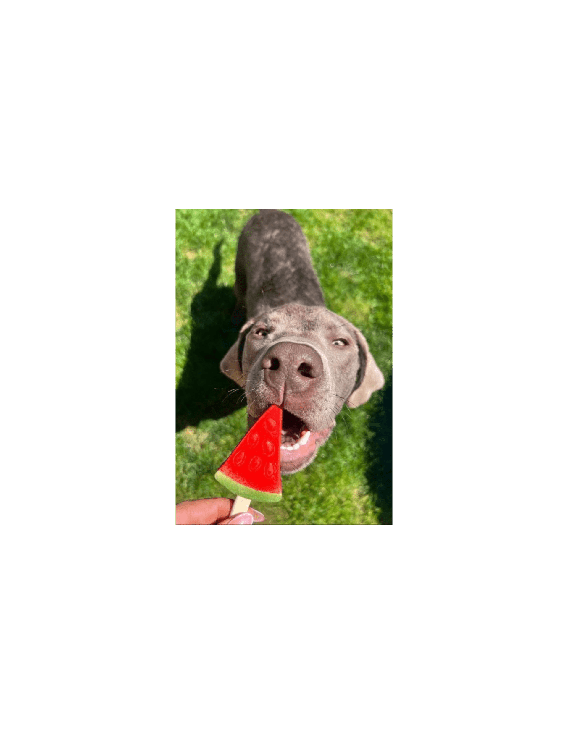 Helado Fruity sandía. Pup Ice - 2