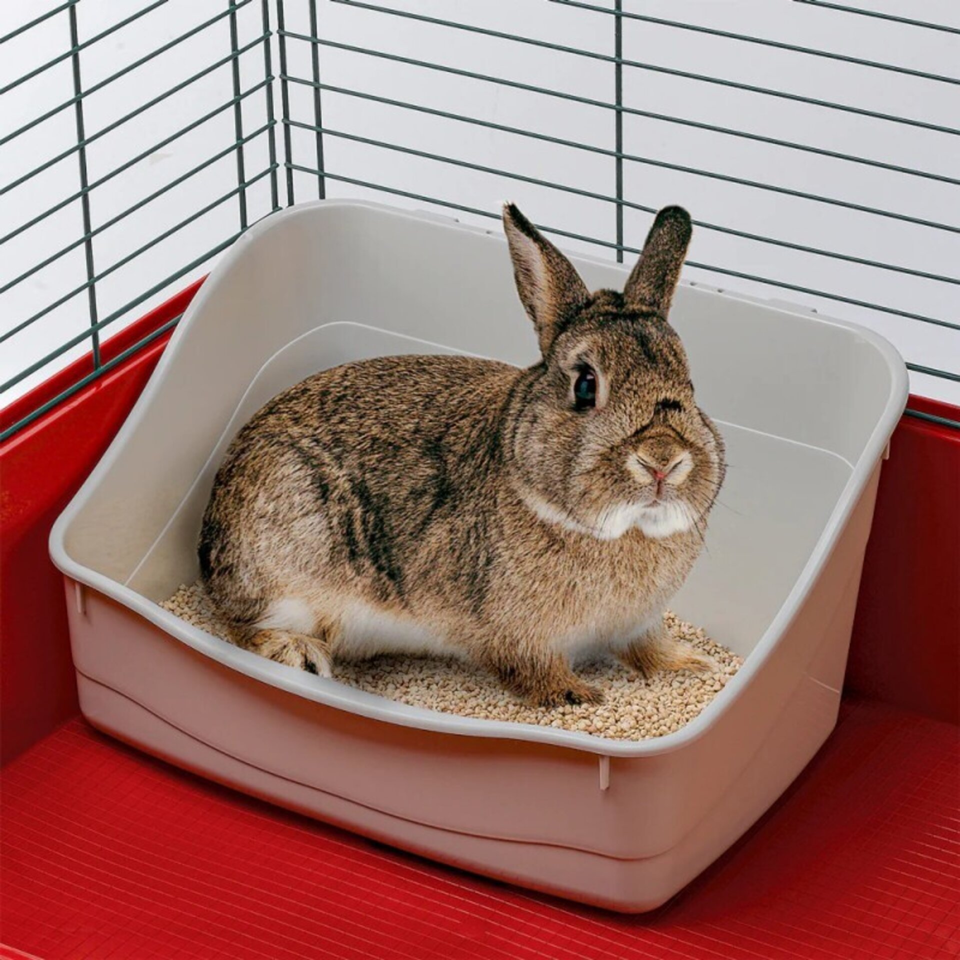 Inodoro para conejo - 2
