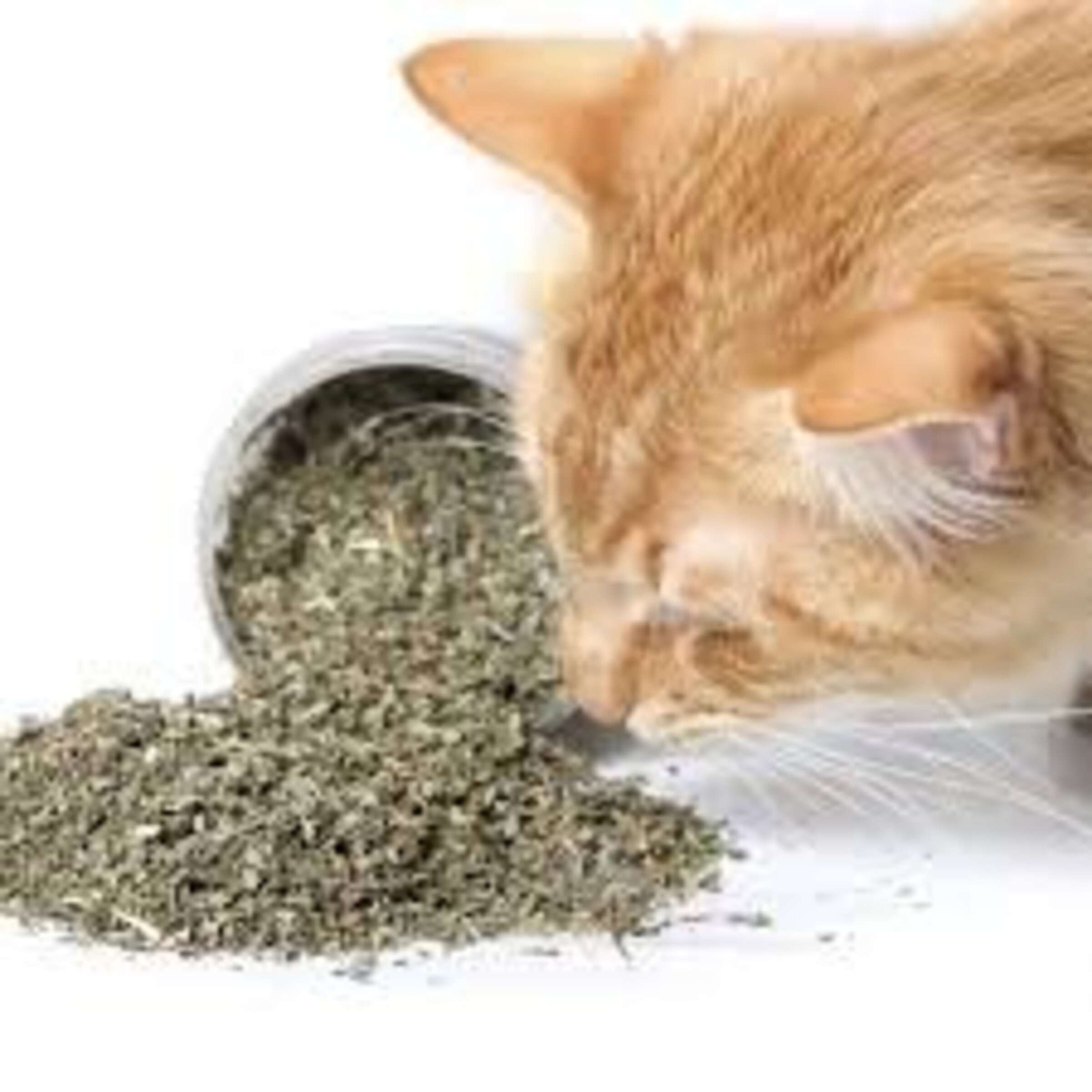 CATNIP GATOS