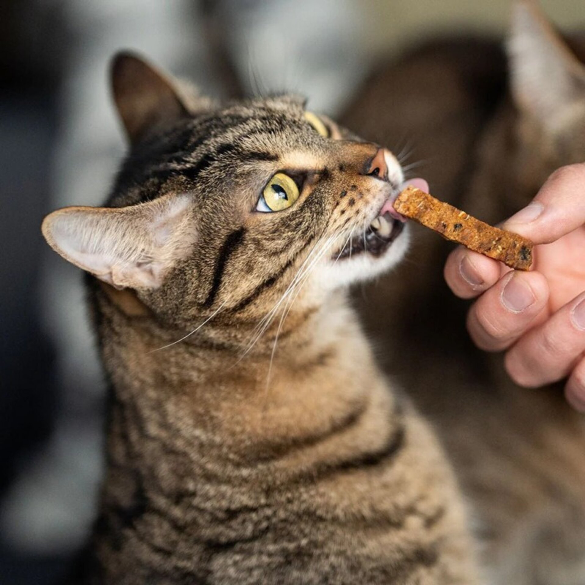 Premio Rub Stick Dental de Pollo para Gatos 100g - Small Size 1x1 - 4