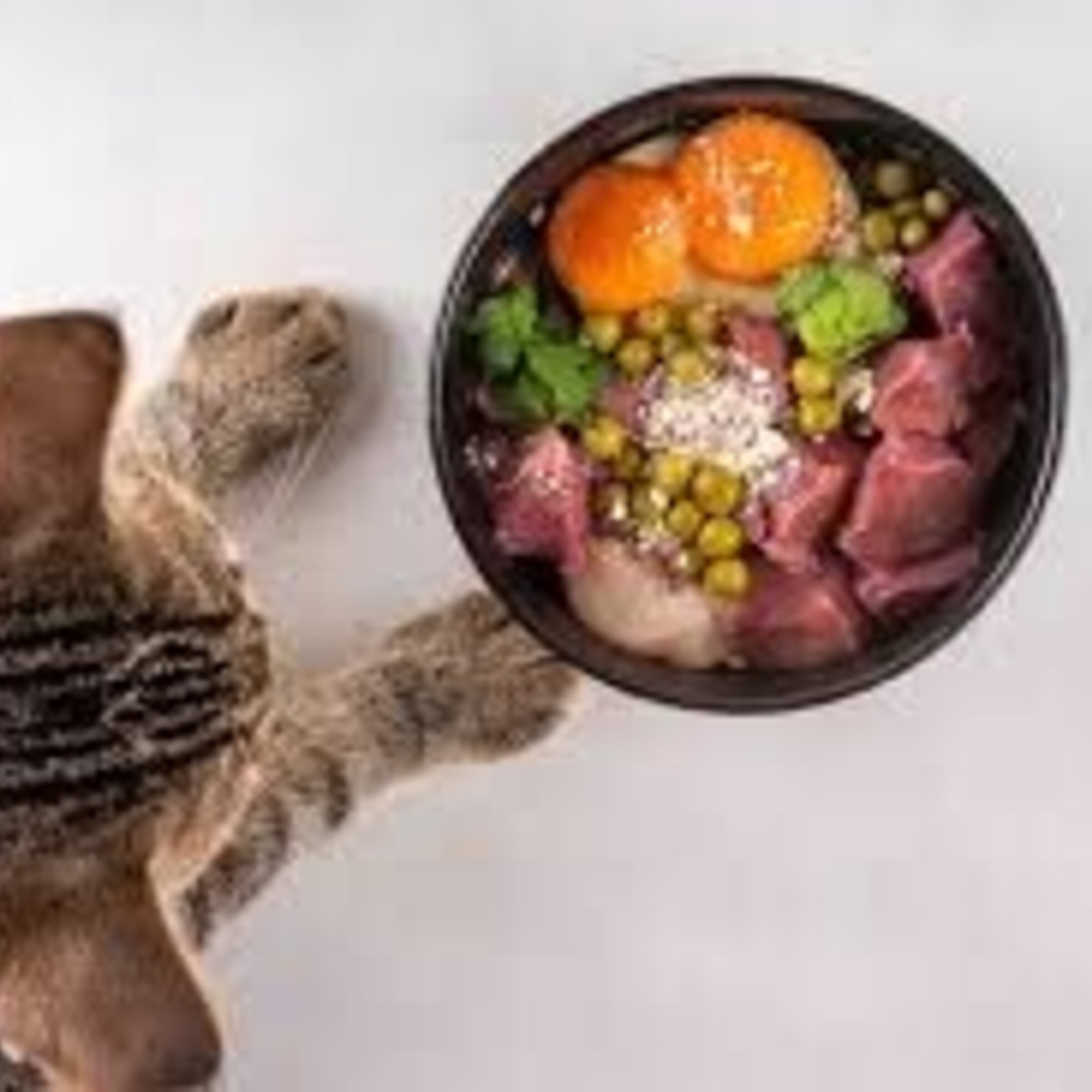 DIETA BARF GATOS